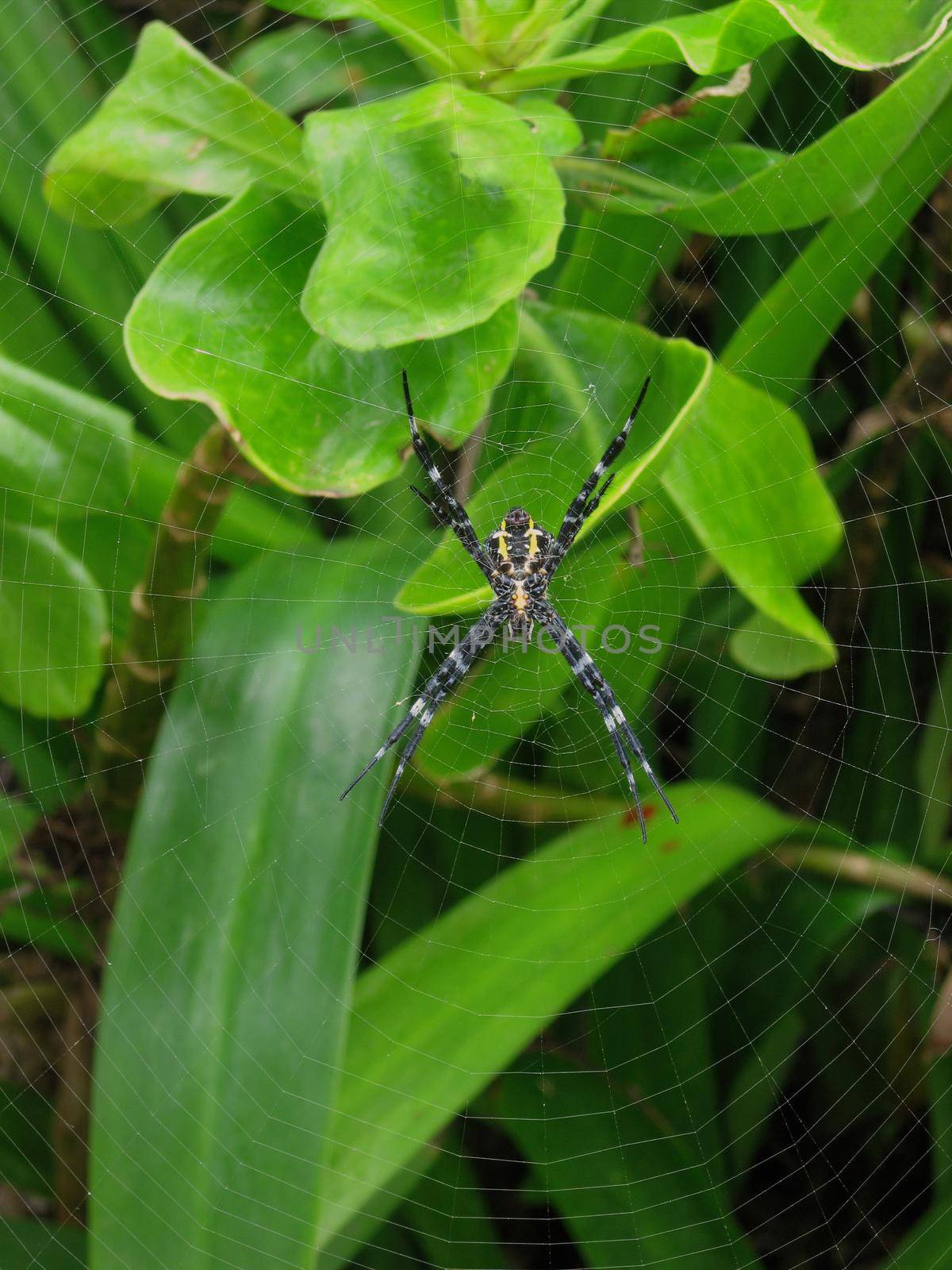 Hawaiian Garden Spider Argiope appensa on a web in Maui, Hawaii, in Hana. High quality photo