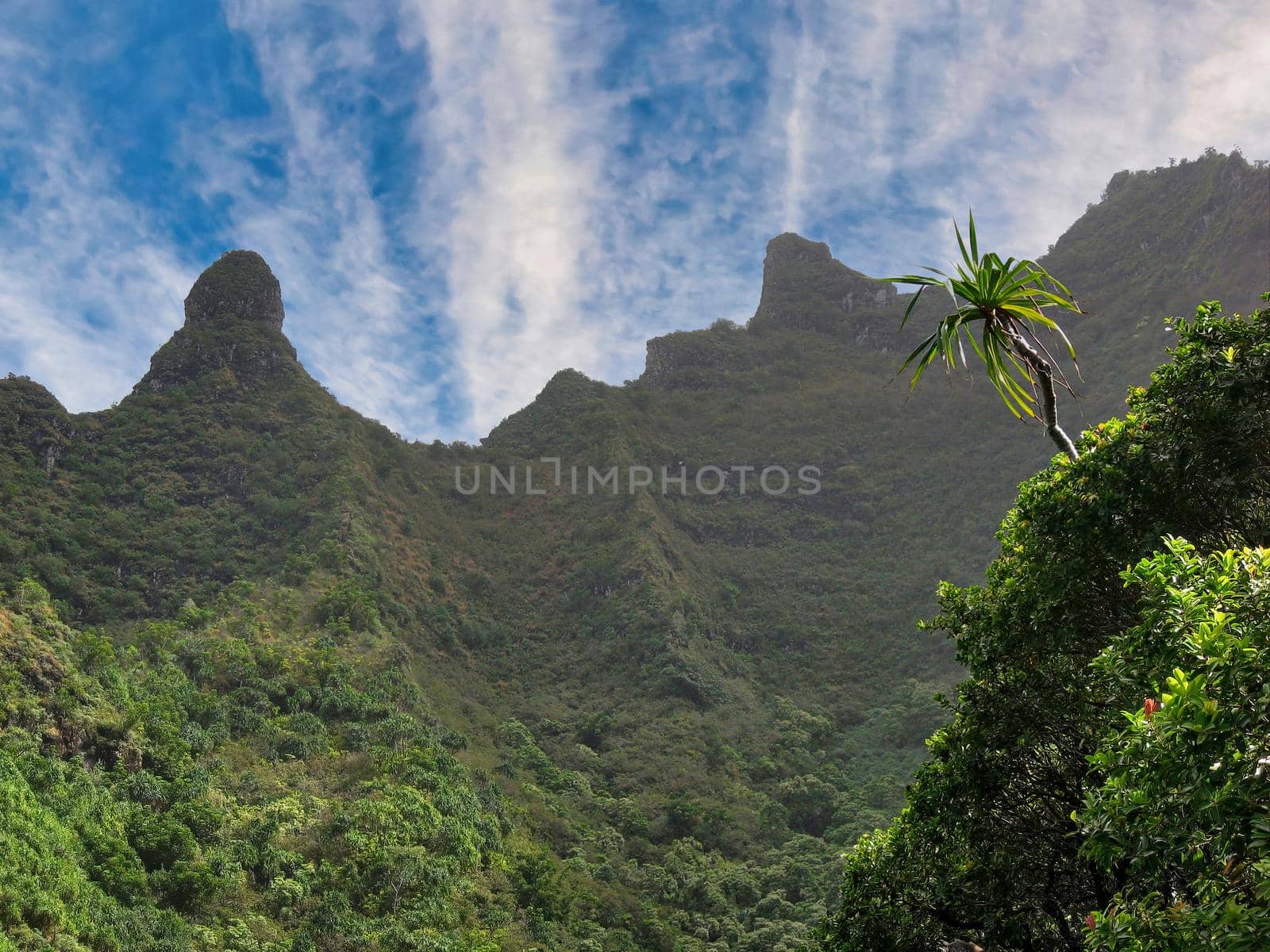 View of Single Palm Tree Clinging to Towering Sea Cliffs, or Pali, Along the Kalalau Trail on the Na Pali Coast State Wilderness Park in Kapa'a on the Island of Kauai in Hawaii.