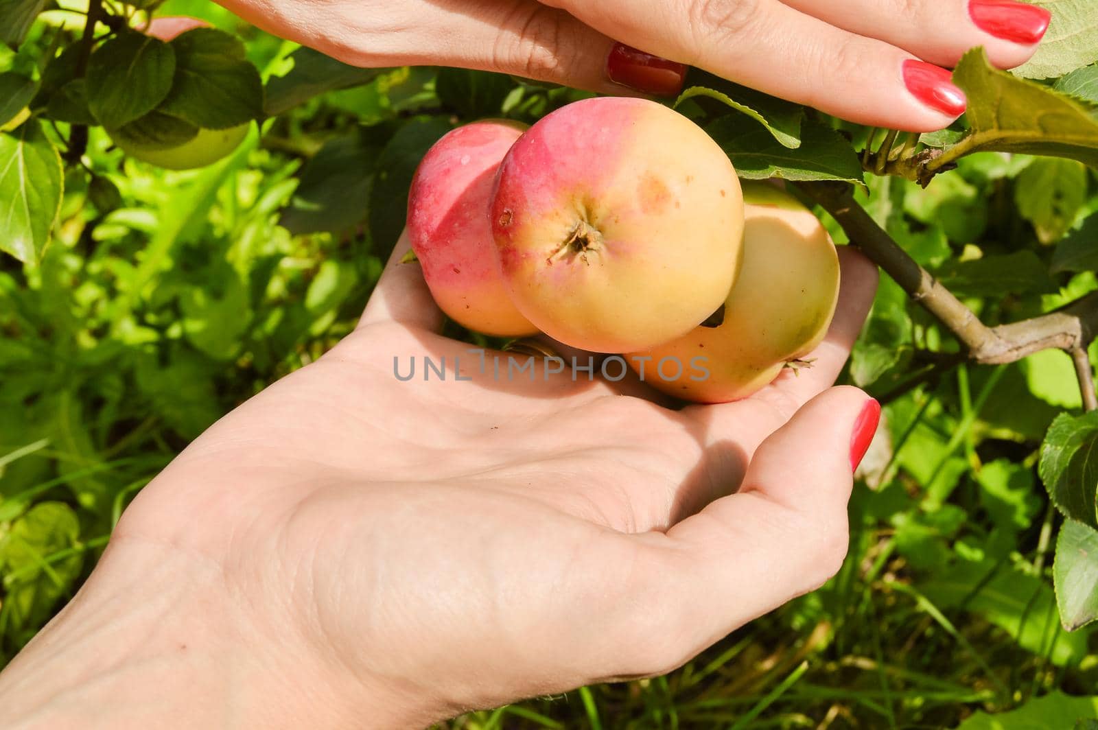 Beautiful women's hands with red manicure pluck ripe apples from a branch on a sunny summer day, harvesting organic fruits.