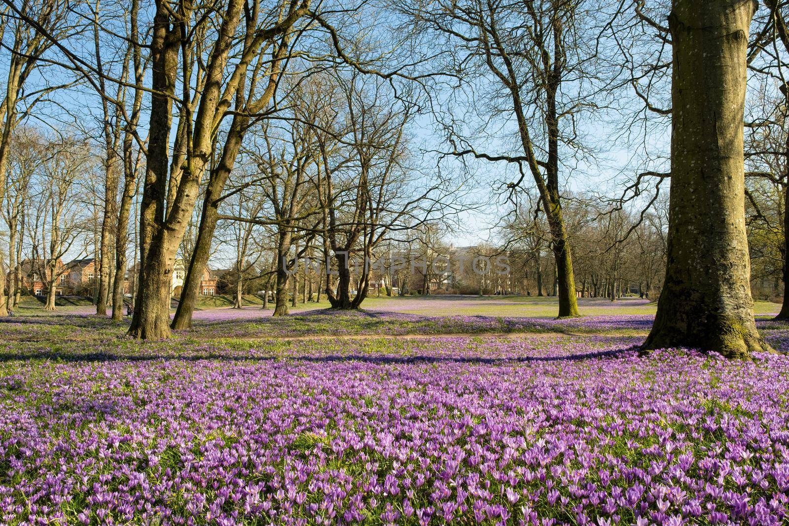 Crocus blossom in the castle park in Husum in Schleswig-Holstein, Germany. by Fischeron