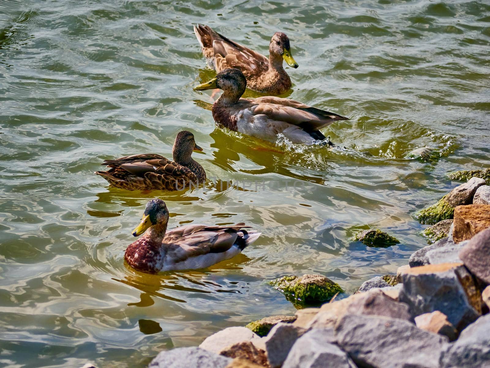 A flock of wild ducks on a river in the fall