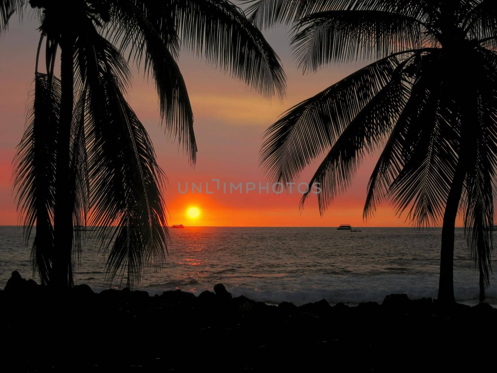 Silhouette of Palm Trees at Sunset With Ocean in Background at Kona, Hawaii on the Big Island by markvandam