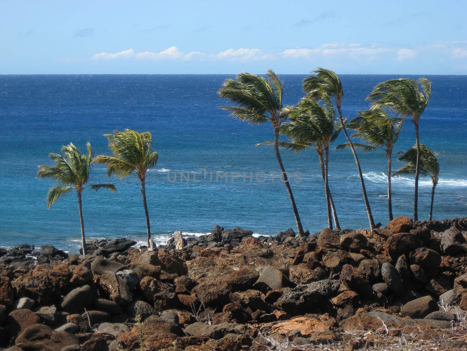 Pam trees blow in the wind along the shores of the Big Island in Hawaii on a windy sunny day. The blue Pacific Ocean sparkles in the background. High quality photo
