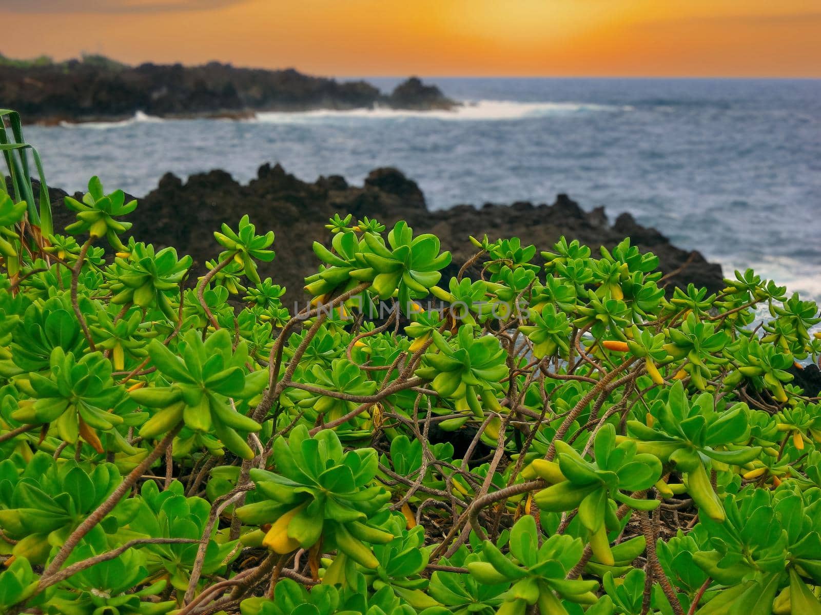 Naupaka Plants Grow Along Black Lava at Waianapanapa State Park in Hana, Hawaii at Sunset. High quality photo