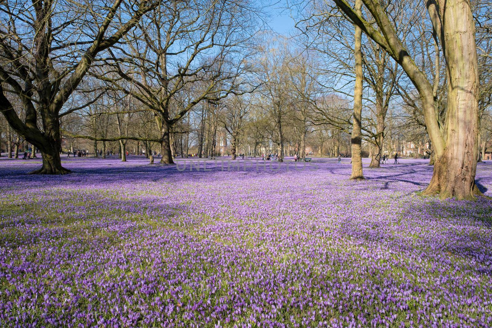 Crocus blossom in the castle park in Husum in Schleswig-Holstein, Germany, Scenic view of beautiful castle park.