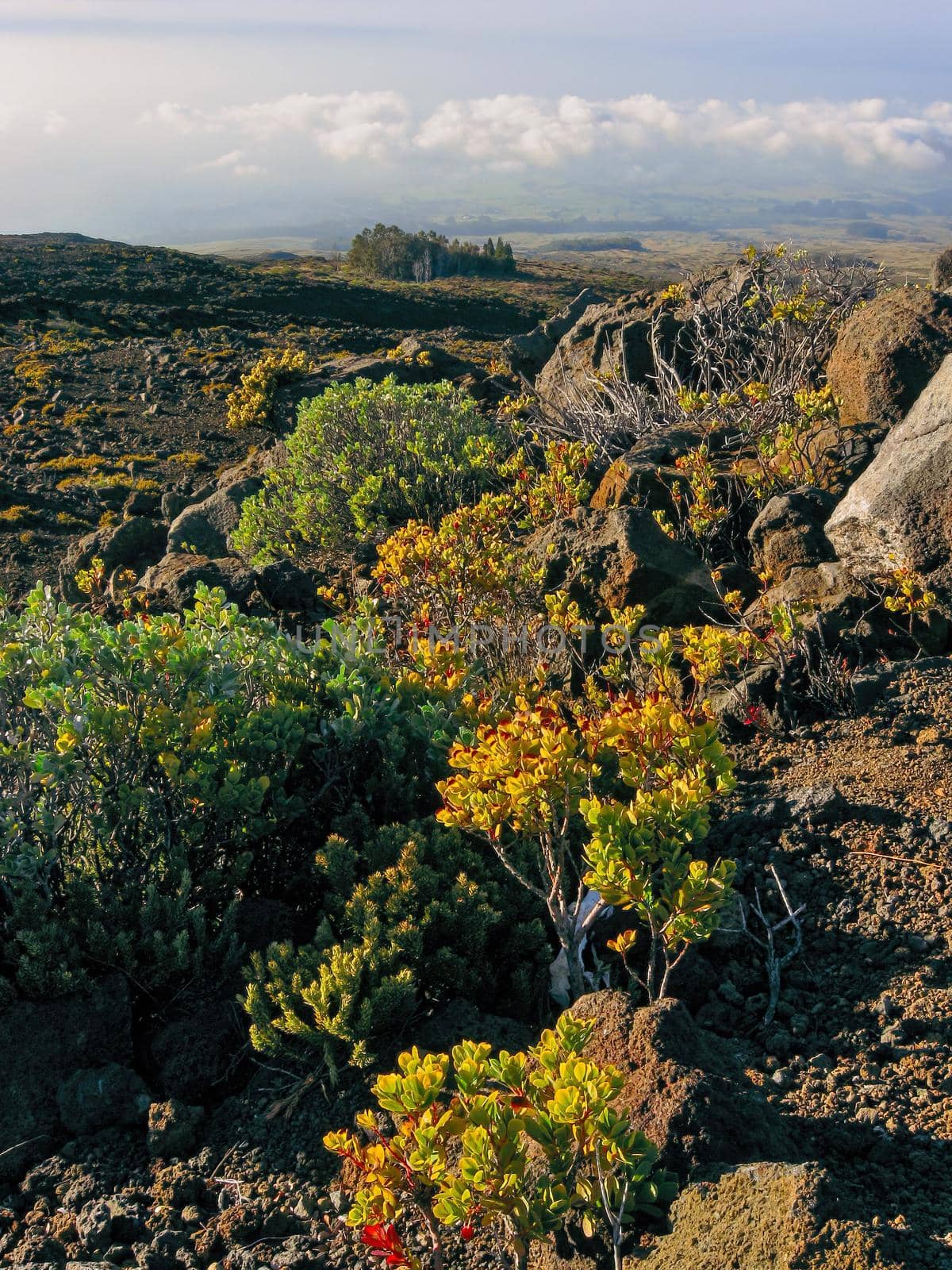 Tropical Vegetation Growing Near the Summit of Haleakala National Park on Maui, Hawaii by markvandam