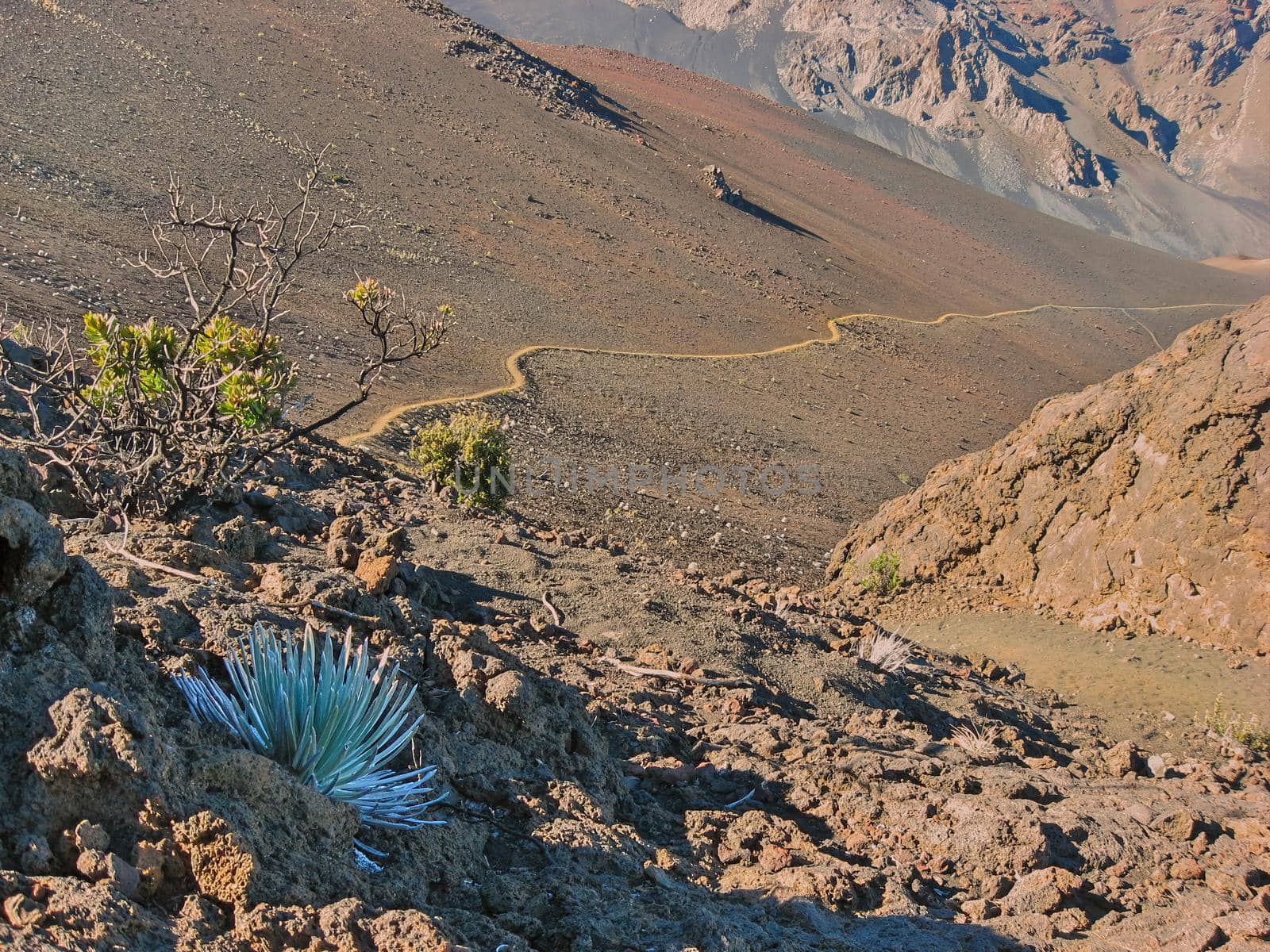 Haleakala Silversword with Hiking Trail in Background leading down from summit of Haleakala National Park. High quality photo
