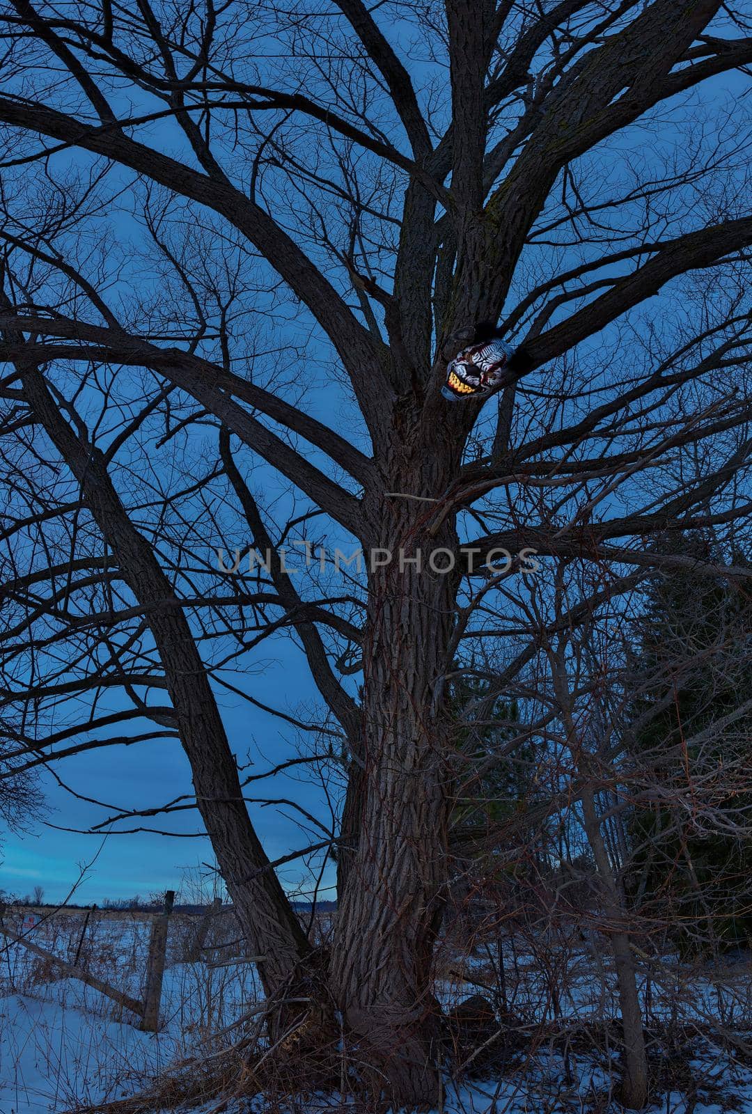 Terrifying Scary Clown Mask with Large Fangs in a Spooky Tree at Twilight or Night by markvandam