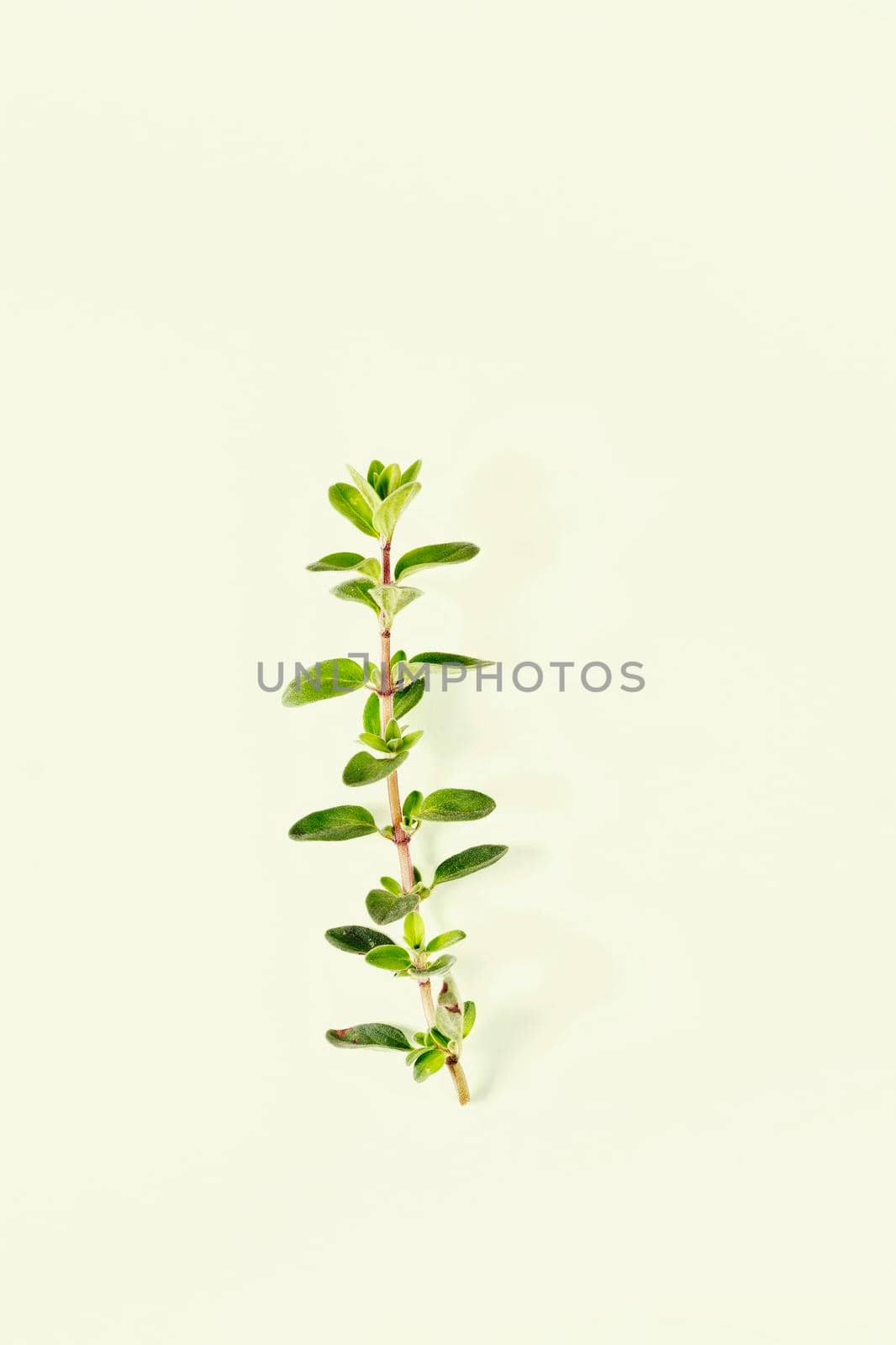 Twig of origanum on green background , culinary herb