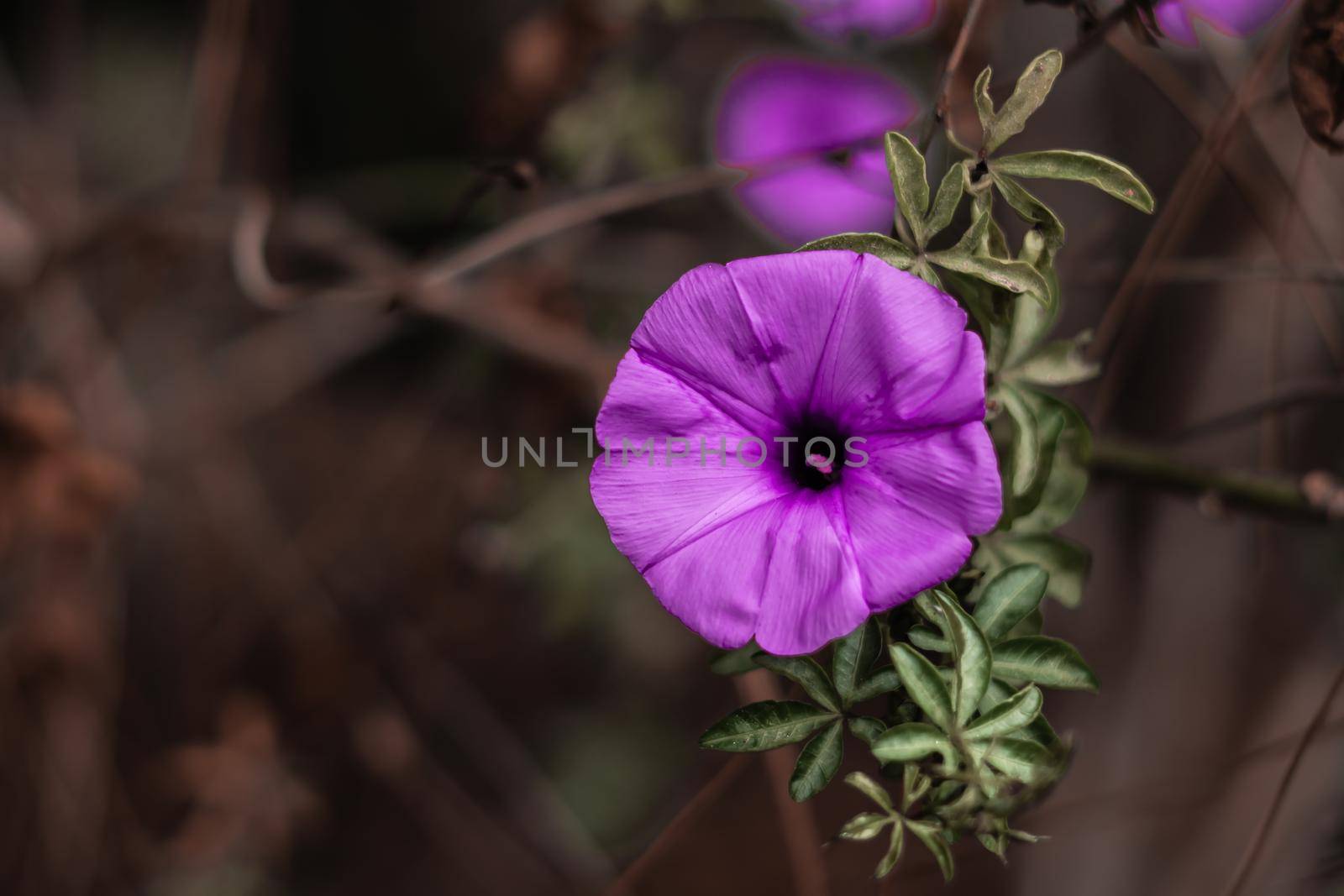 BANNER Real nature beauty photo background. Purple violet herb bindweed flower small alone bloom green simple leaf. Floral summer evening dark, botanic care. Macro close Inflorescence blossom fantasy.