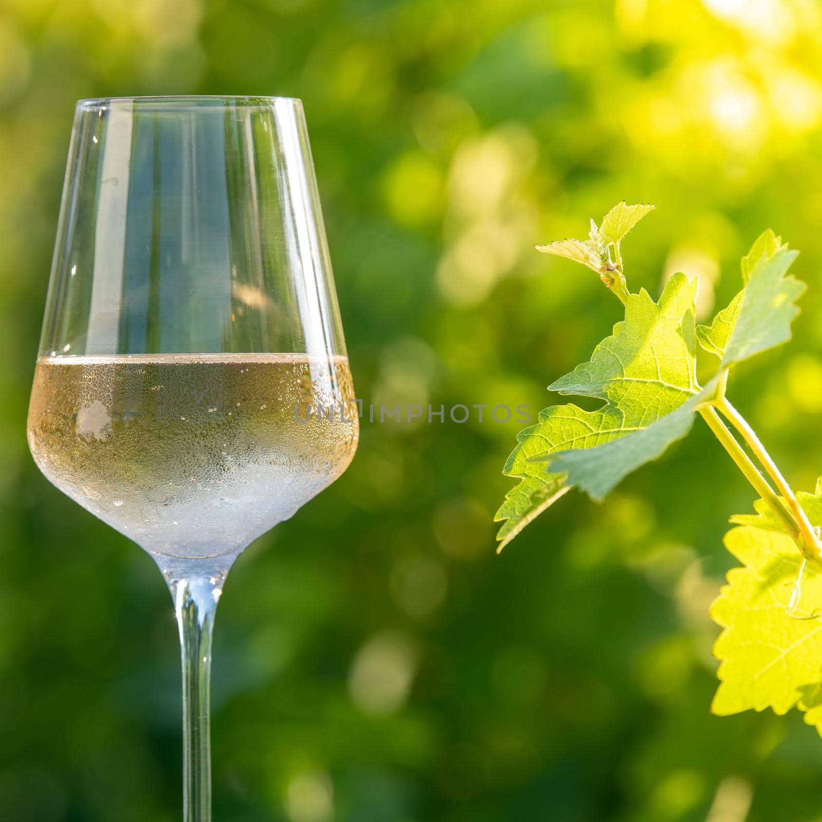 Glass of dry White wine on table in vineyard, Bordeaux Vineyard