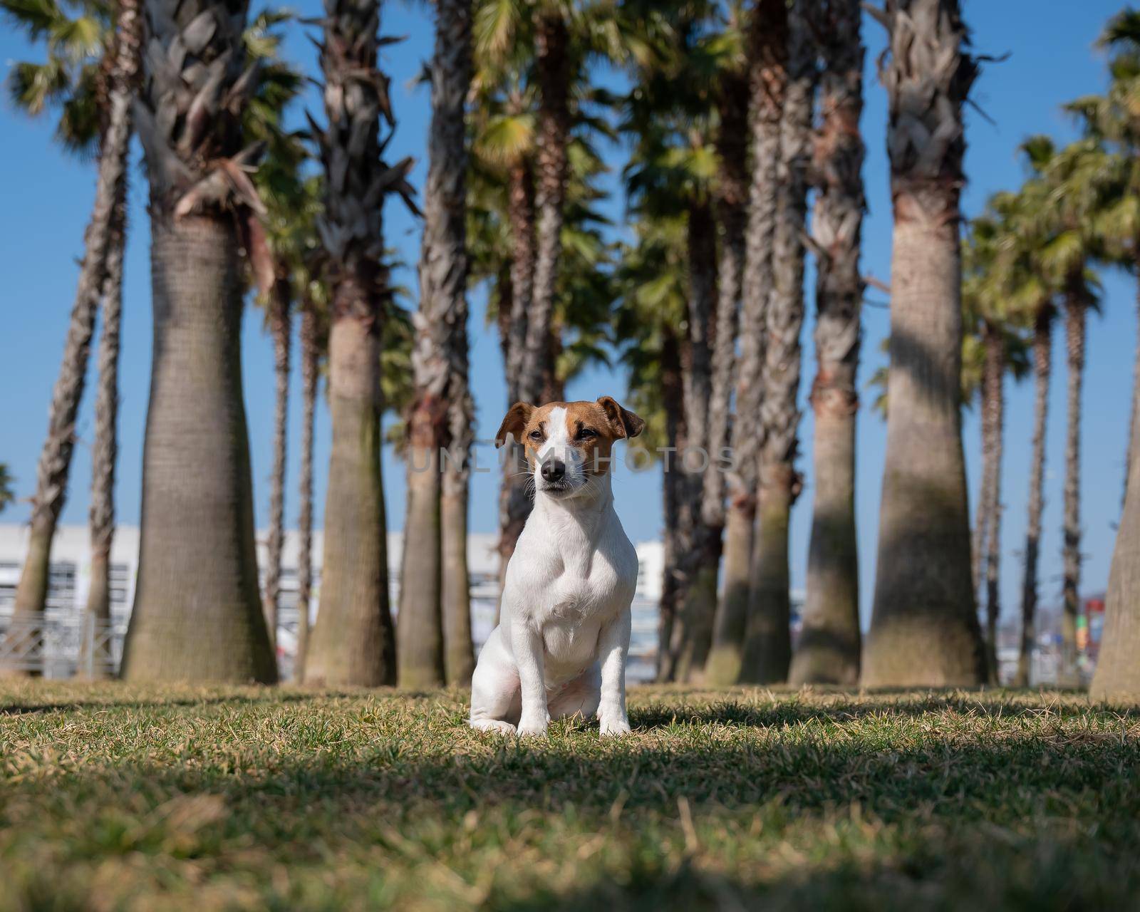 Jack Russell Terrier dog sitting under palm trees. by mrwed54