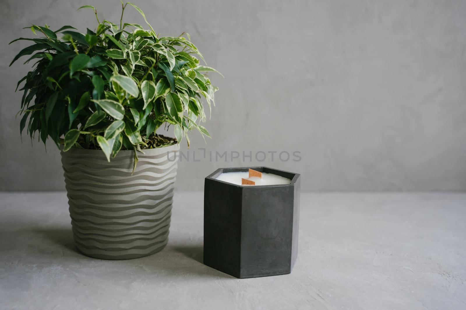 A natural soy candle in a black plaster planter. Ficus in a gray pot.