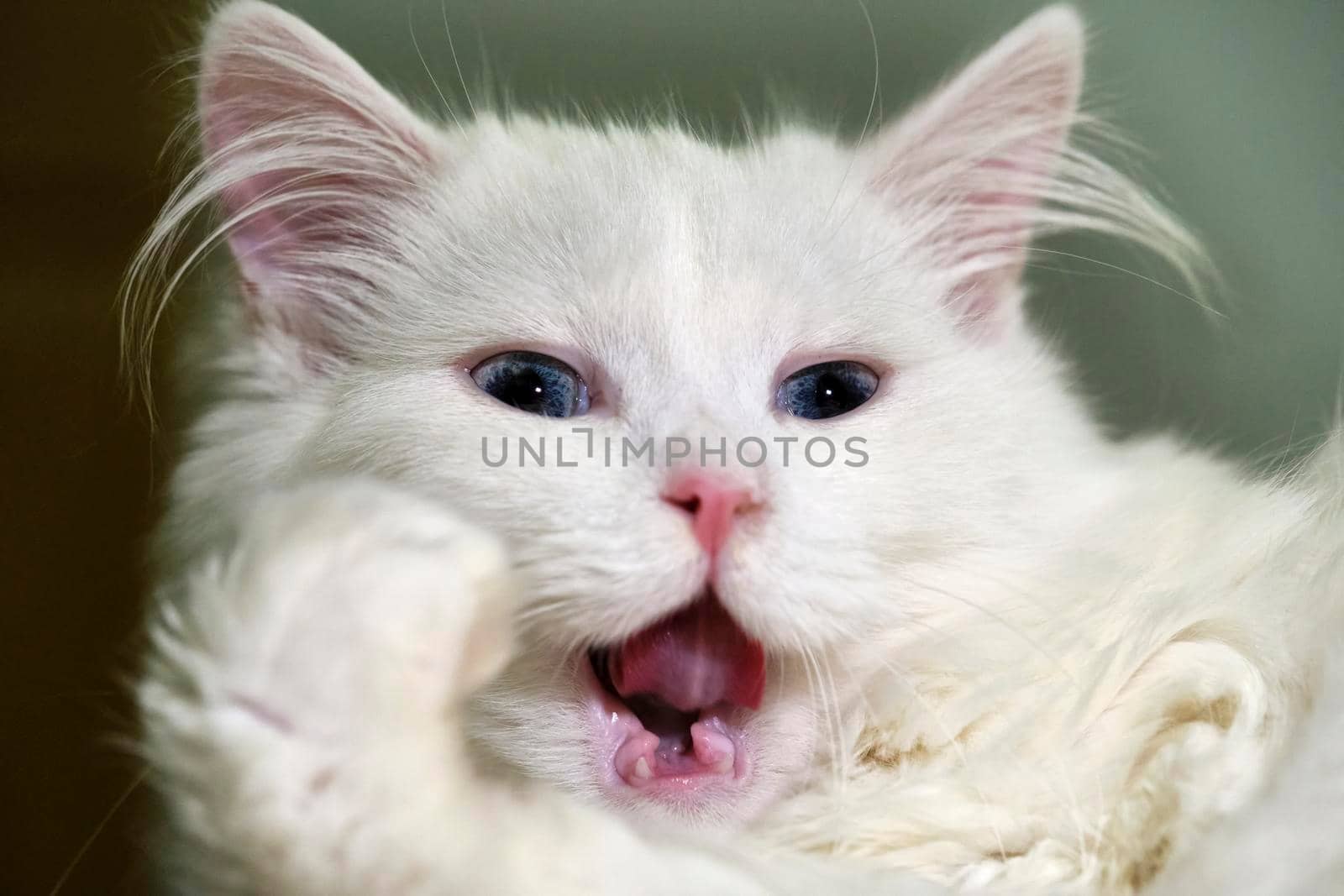 White turkish angore cat licks close-up color macro by lempro