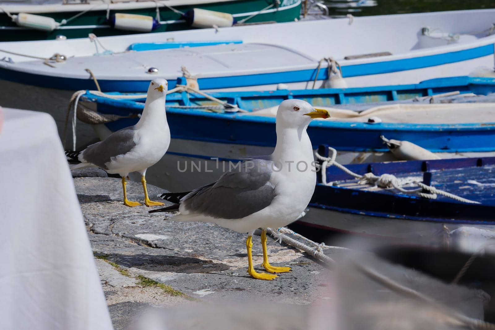 Seagull Procida in sunny summer day, Procida Island, Italy, High quality photo