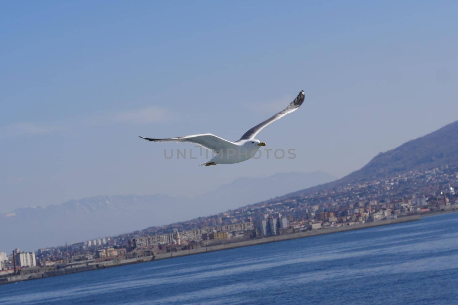 Seagull Procida in sunny summer day, Procida Island, Italy, High quality photo