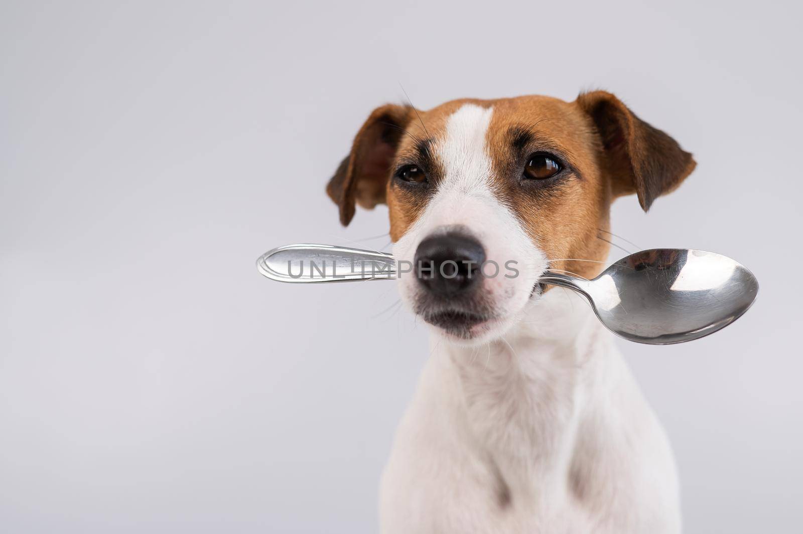 Close-up portrait of a dog Jack Russell Terrier holding a spoon in his mouth on a white background. Copy space. by mrwed54