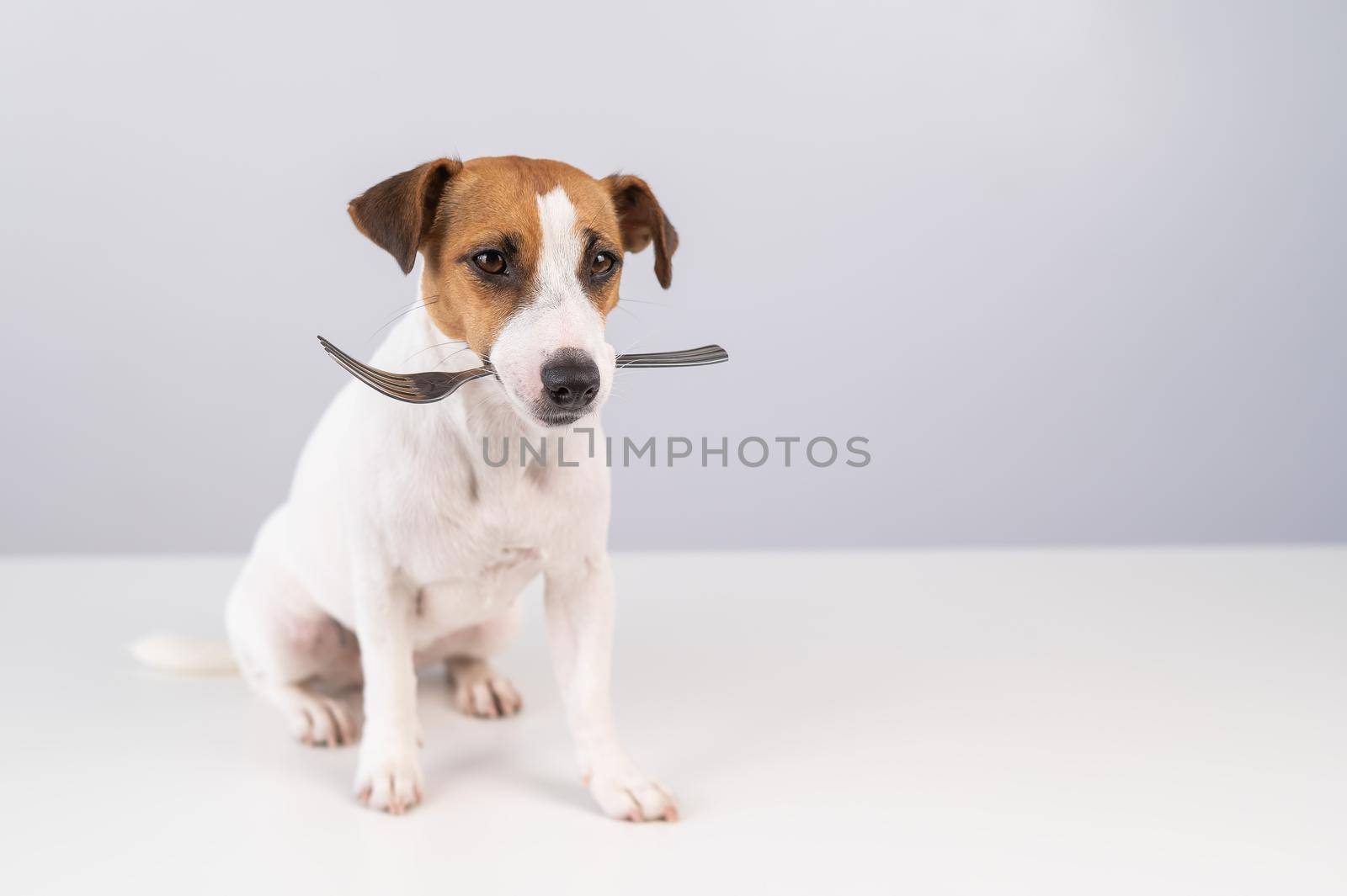 Portrait of a dog Jack Russell Terrier holding a fork in his mouth on a white background. Copy space