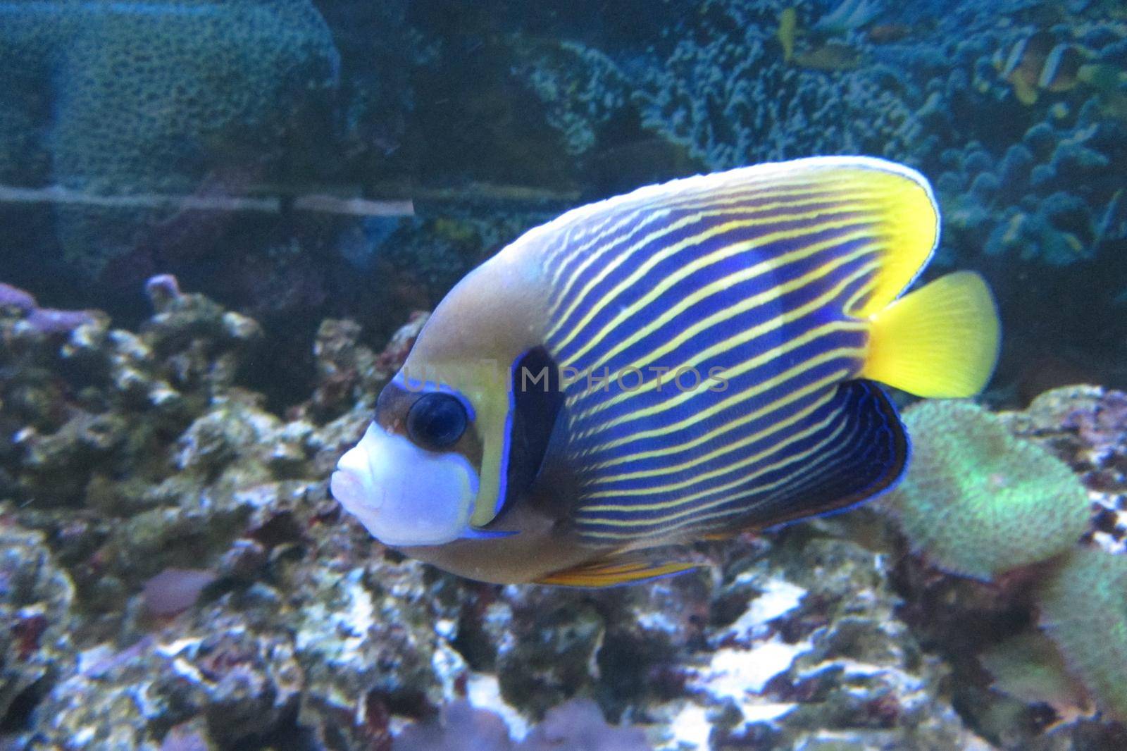 On image: Emperor angelfish, Pomacanthus imperator, marine angelfish, tropical fish. Regal Angelfish. Marine fishes with beautiful colors. Beautiful coral fish inaquarium in shades of blue with a yellow tail