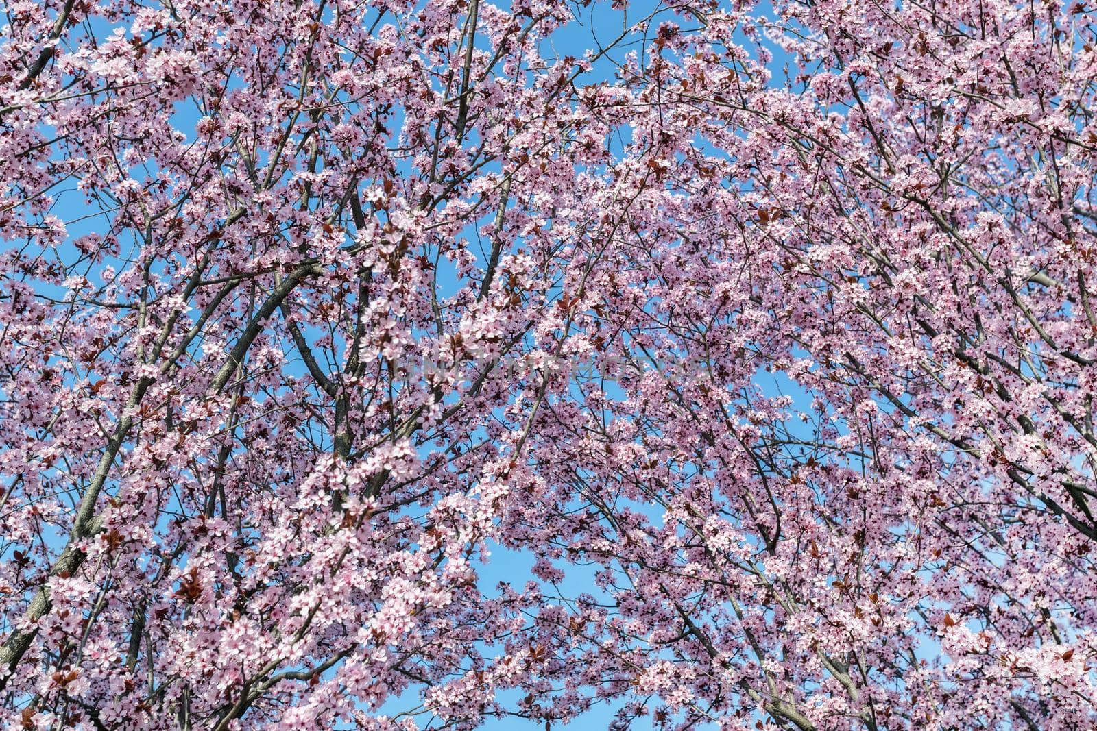Spring Pink Cherry by germanopoli