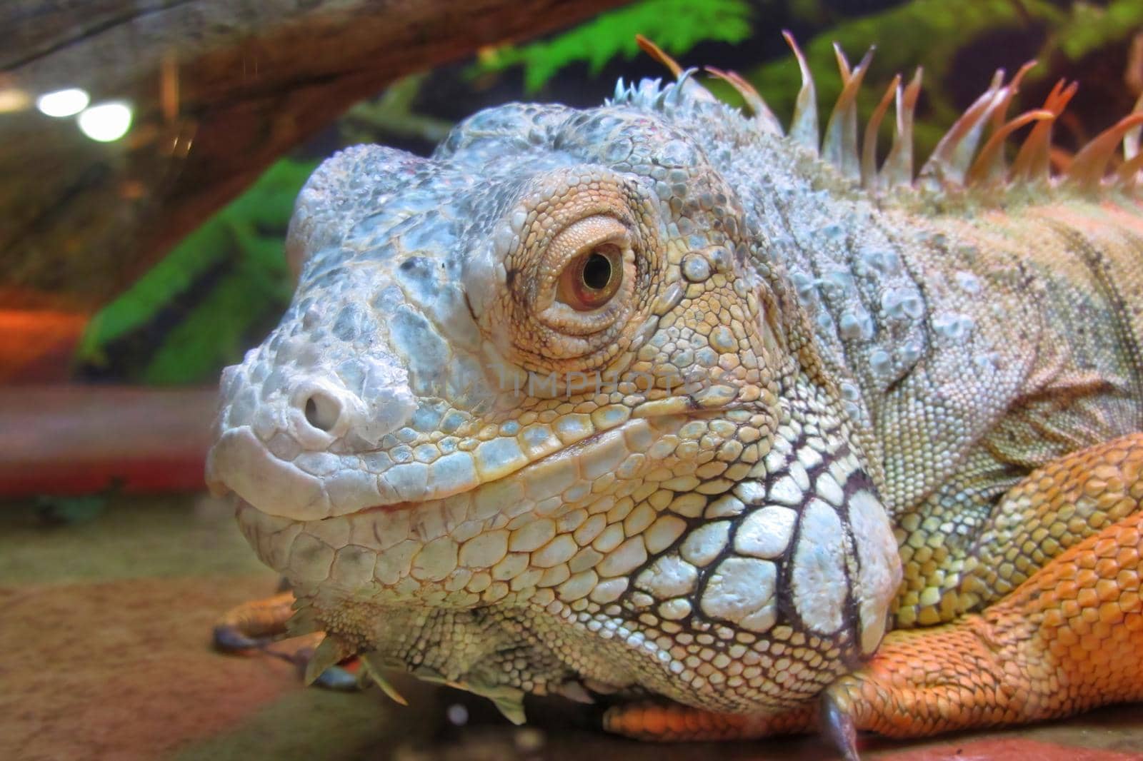 On image: The Red Iguana closeup image also known as the American iguana, is a large, arboreal, mostly herbivorous species of lizard
