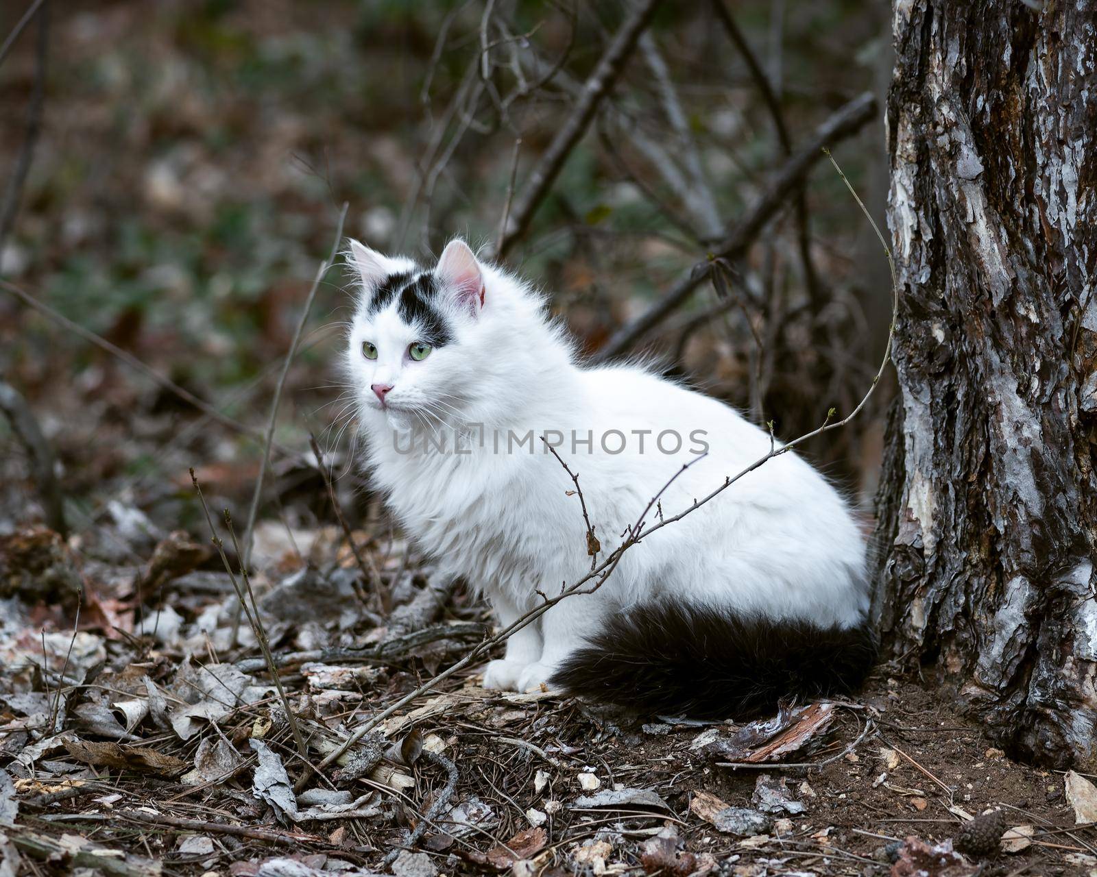 Female stray cat sitting, cat in the forest