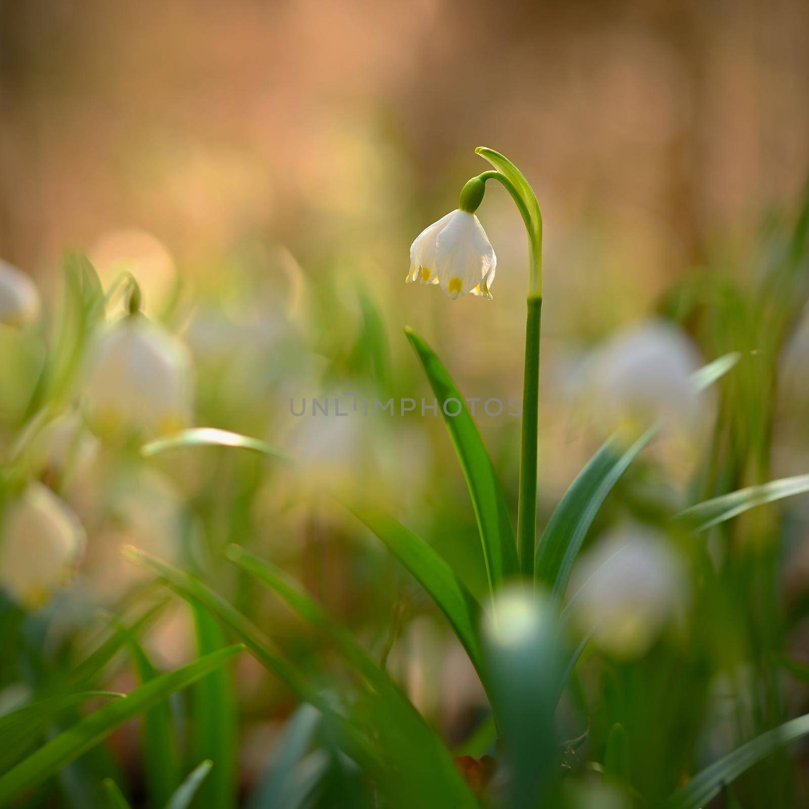 Spring snowflake flower (Leucojum vernum). by Montypeter