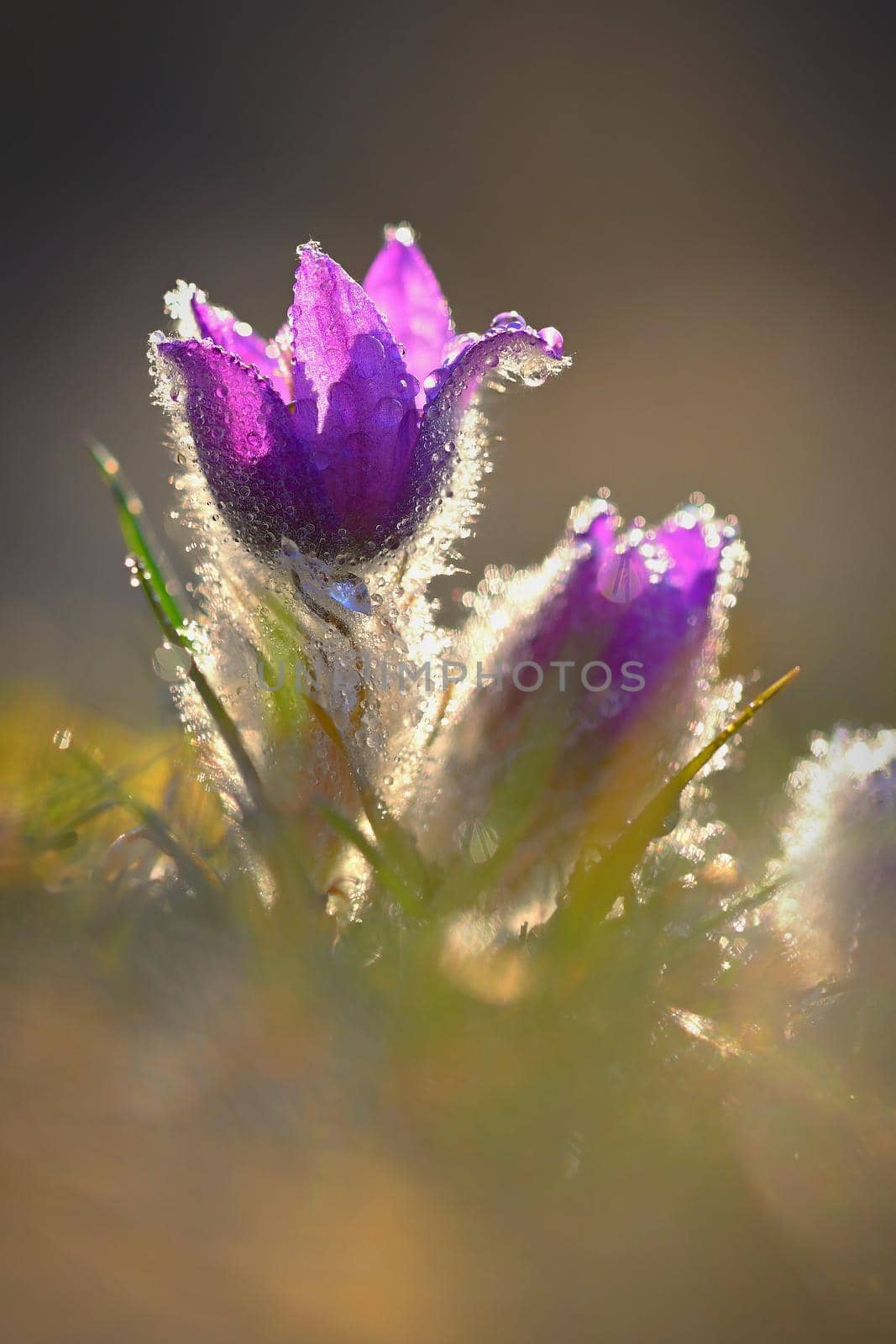 Springtime and spring flower. Beautiful purple little furry pasque-flower. (Pulsatilla grandis) Blooming on spring meadow at the sunset