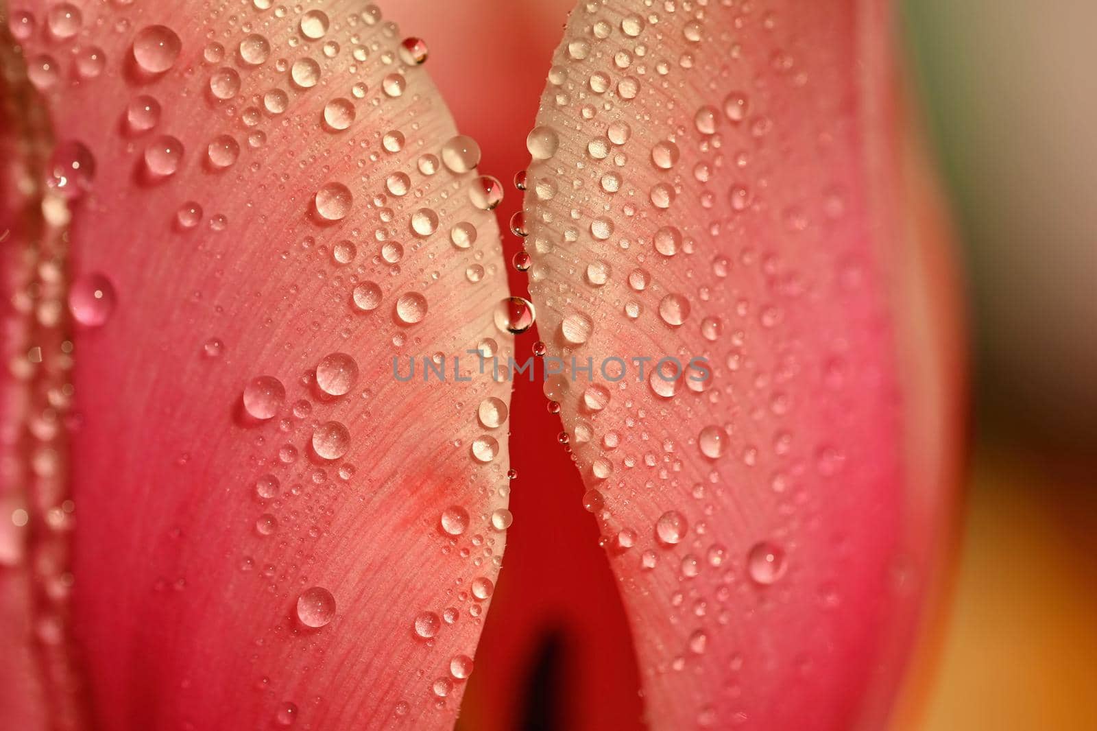 Spring background with flowers. Beautiful colorful tulip on a sunny day. Nature photography in spring time. Macro shot of water drops on a flower.