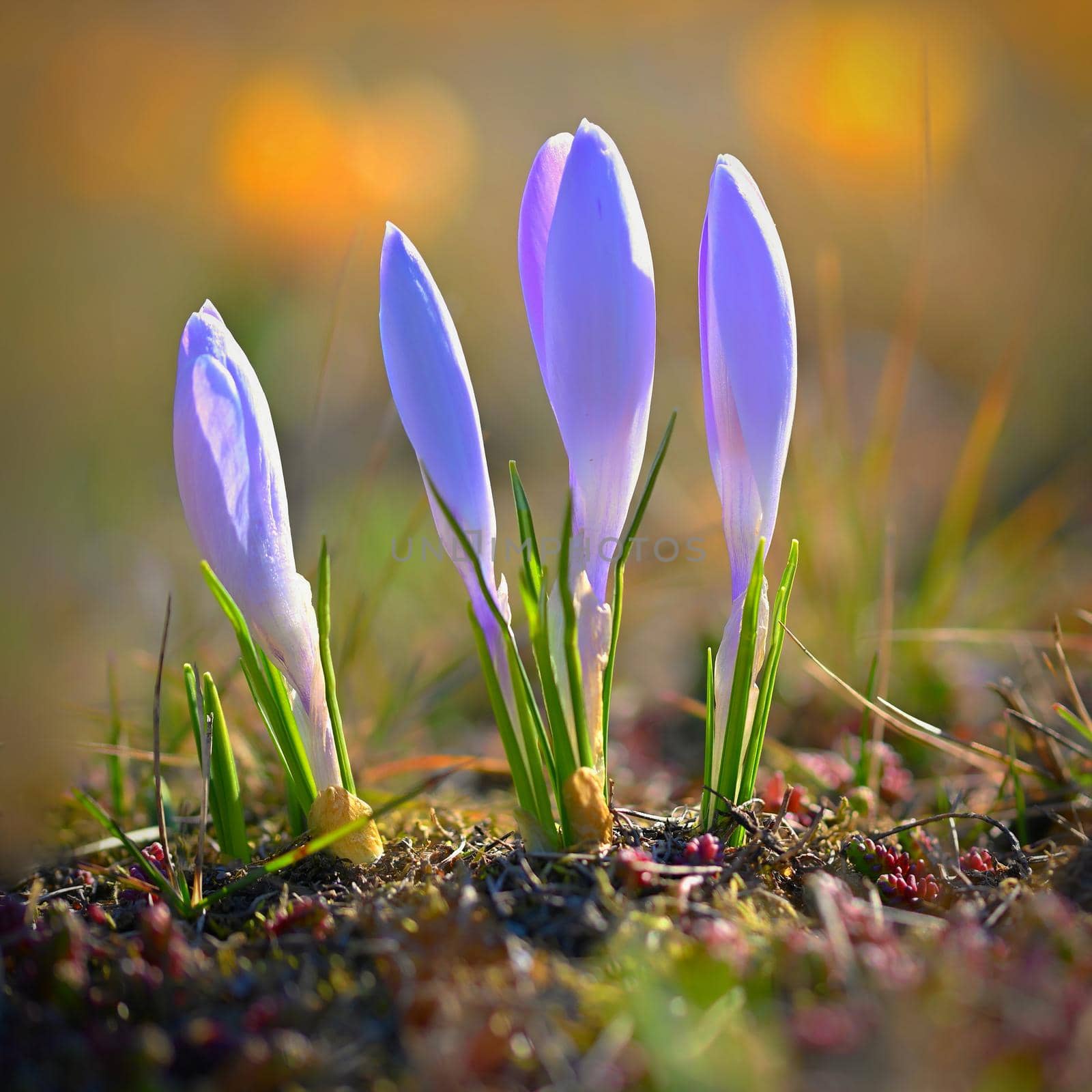 Spring background with flowers. Beautifully colored flowering crocus - saffron on a sunny day. Nature photography in spring time.