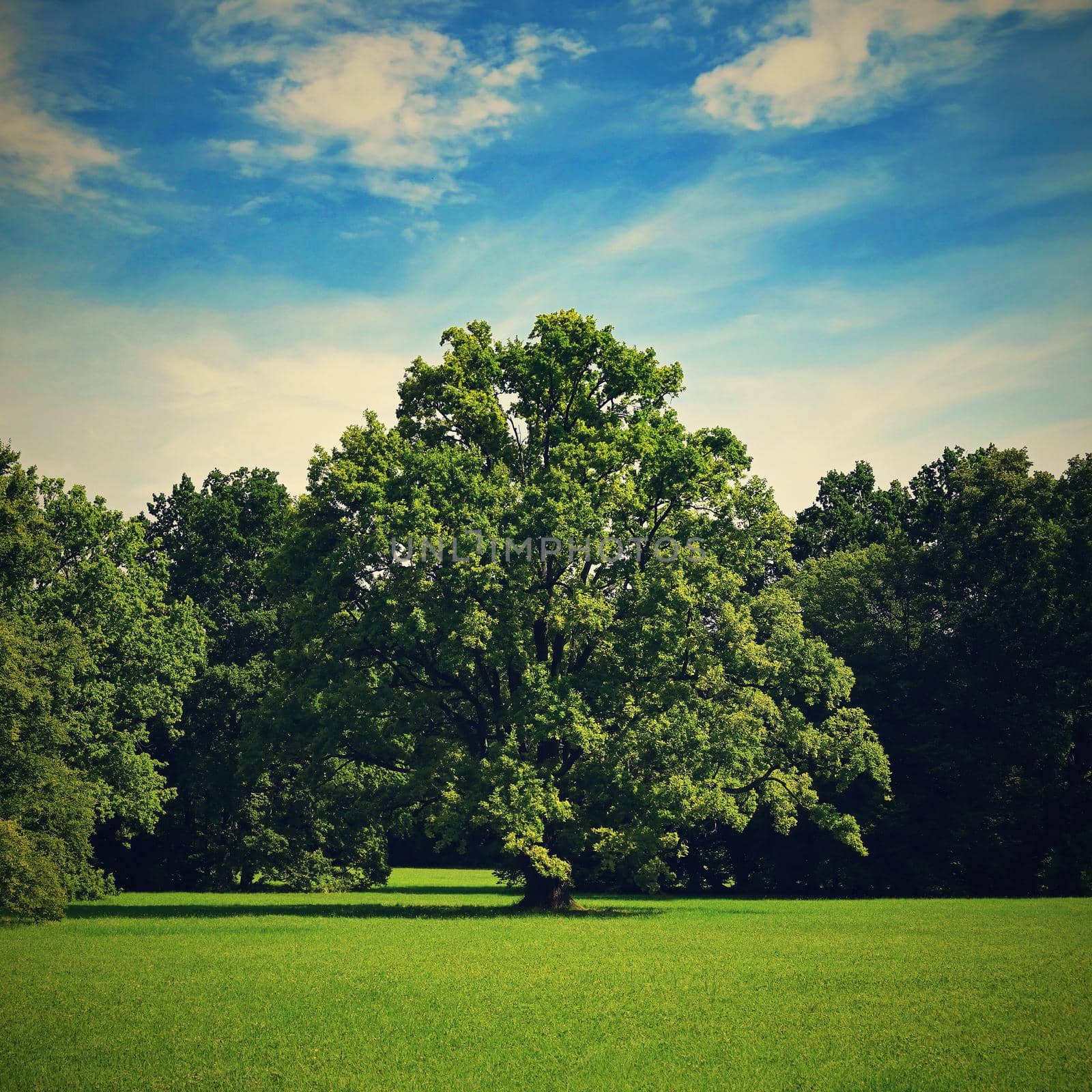 Beautiful nature background. Green deciduous trees in the landscape.
