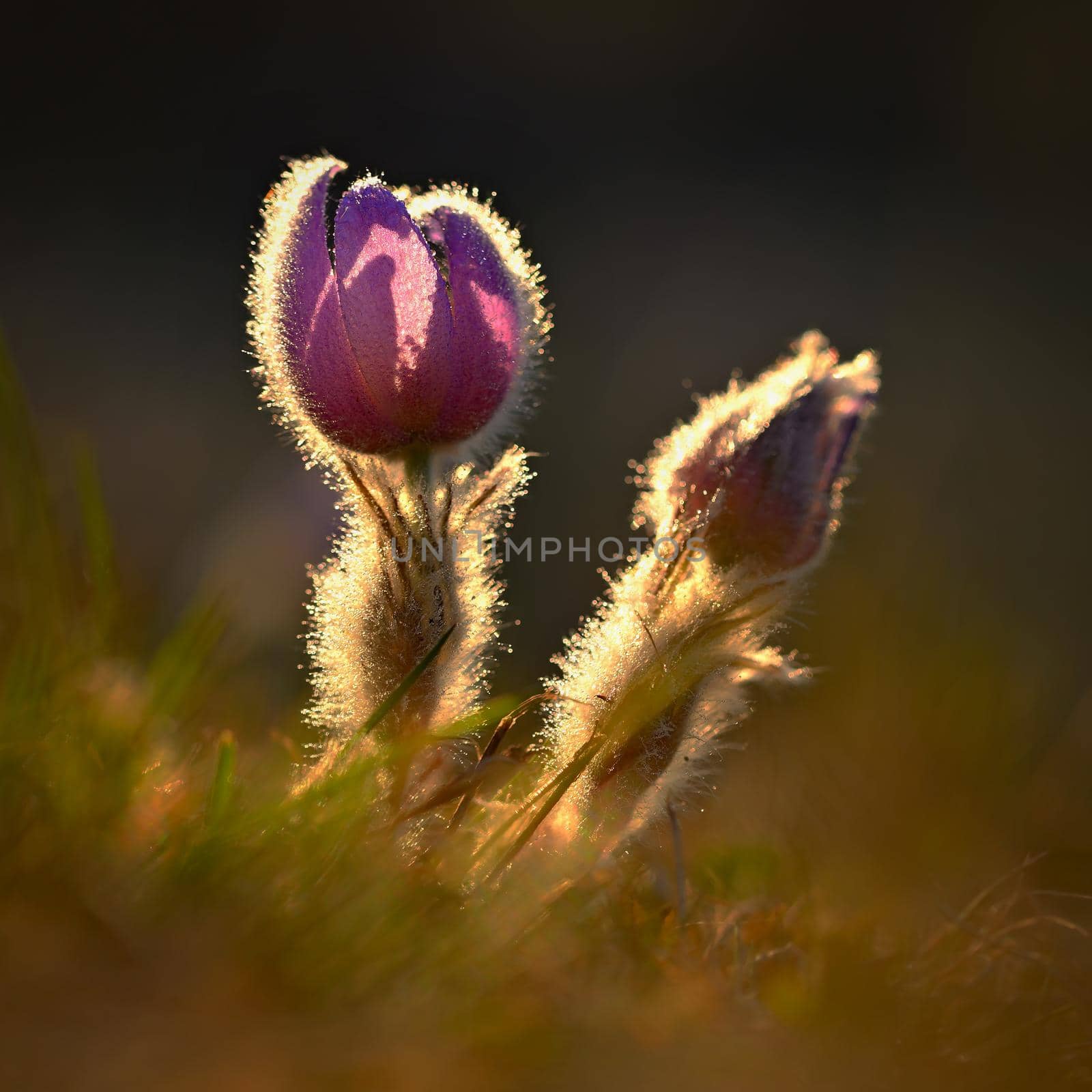 Spring flowers. Beautifully blossoming pasque flower and sun with a natural colored background. (Pulsatilla grandis)