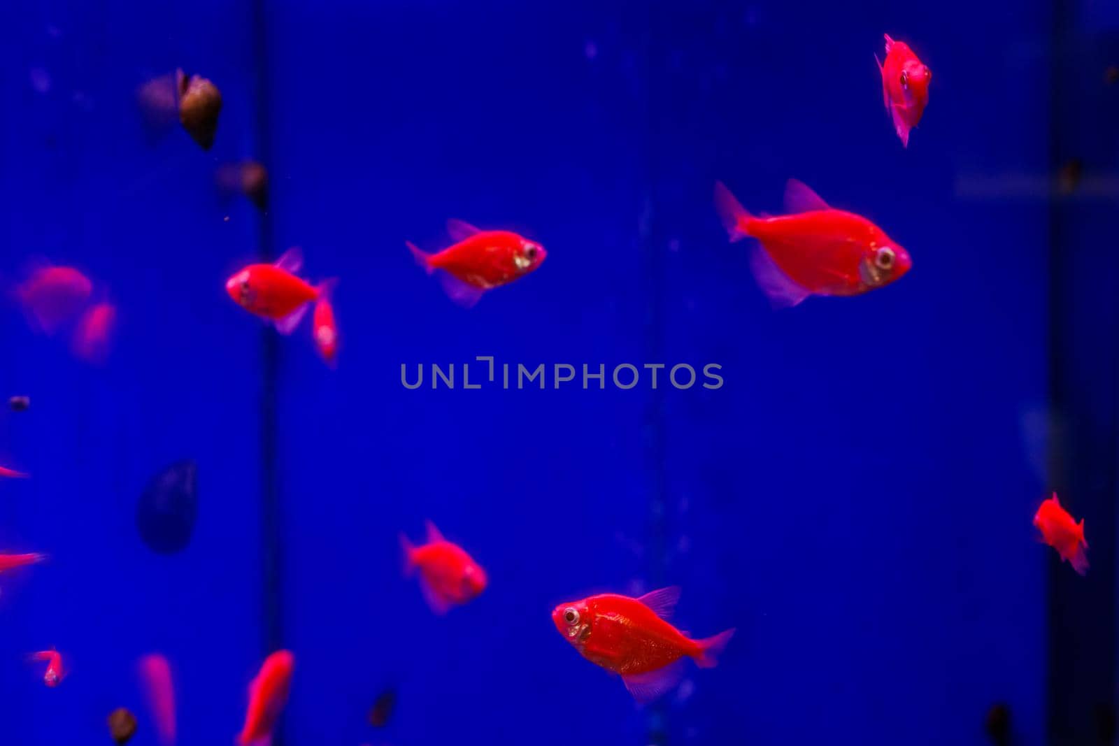 red Ternetia Glofish on blue background in aquarium