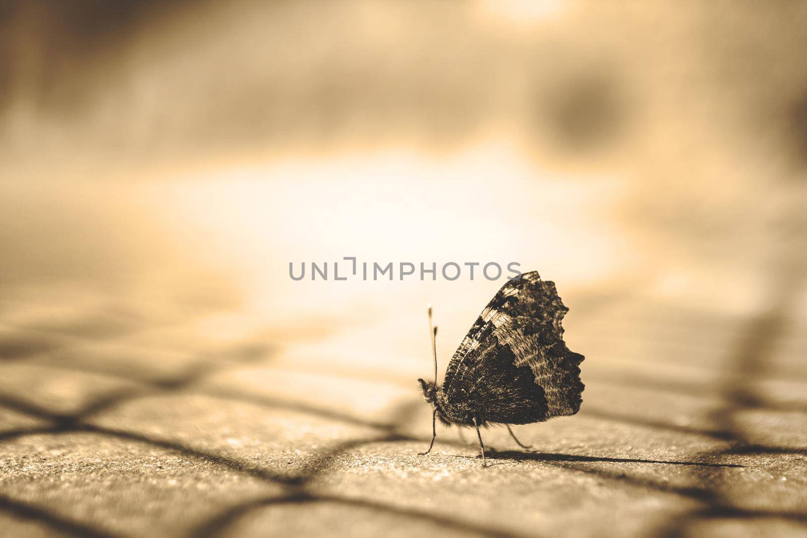 Close up of a butterfly on sepia blurry background