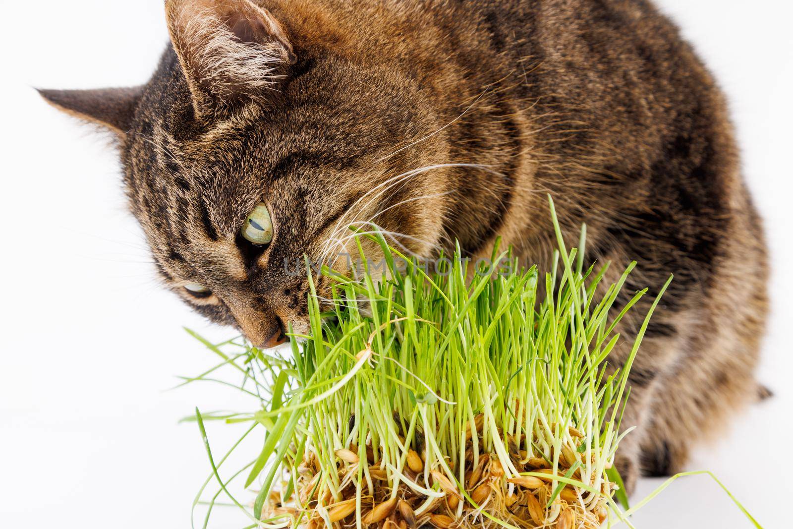 gray domestic tabby cat eating fresh green grass close-up on white background with selective focus and blur. Licking its nose with pink tongue, eyes closed.