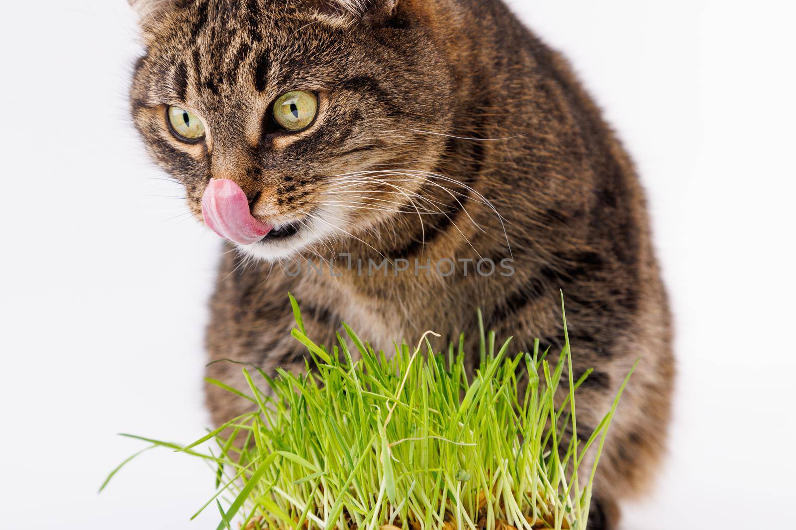 gray domestic tabby cat eating fresh green grass close-up on white background with selective focus and blur. Licking its nose with pink tongue, eyes closed.