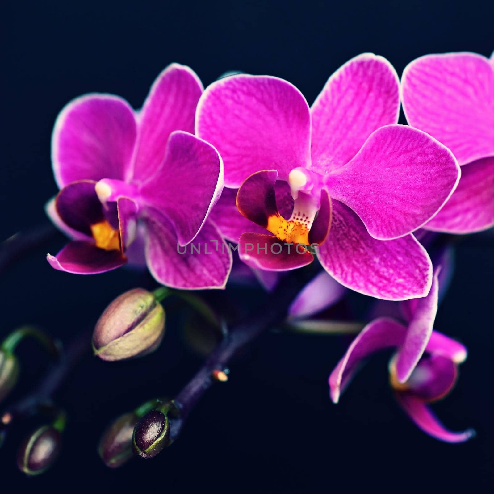 Beautiful blooming flower in spring time. Pink orchid on a black background. Close up macro shot. by Montypeter