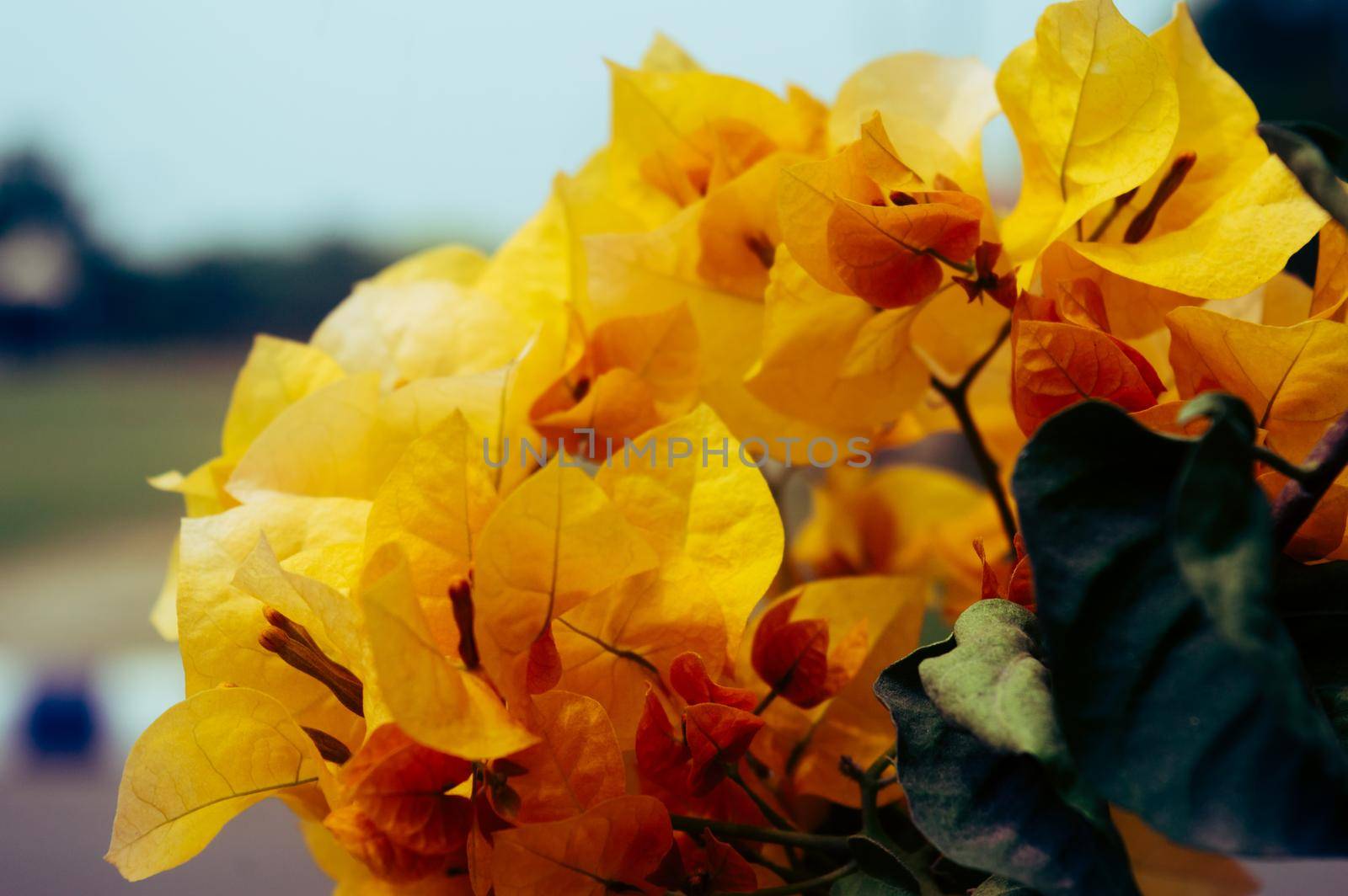 Bougainvillea Yellow flower colorful ornamental vine Plant closeup. High angle view. isolated from green leaves. Nature background by sudiptabhowmick