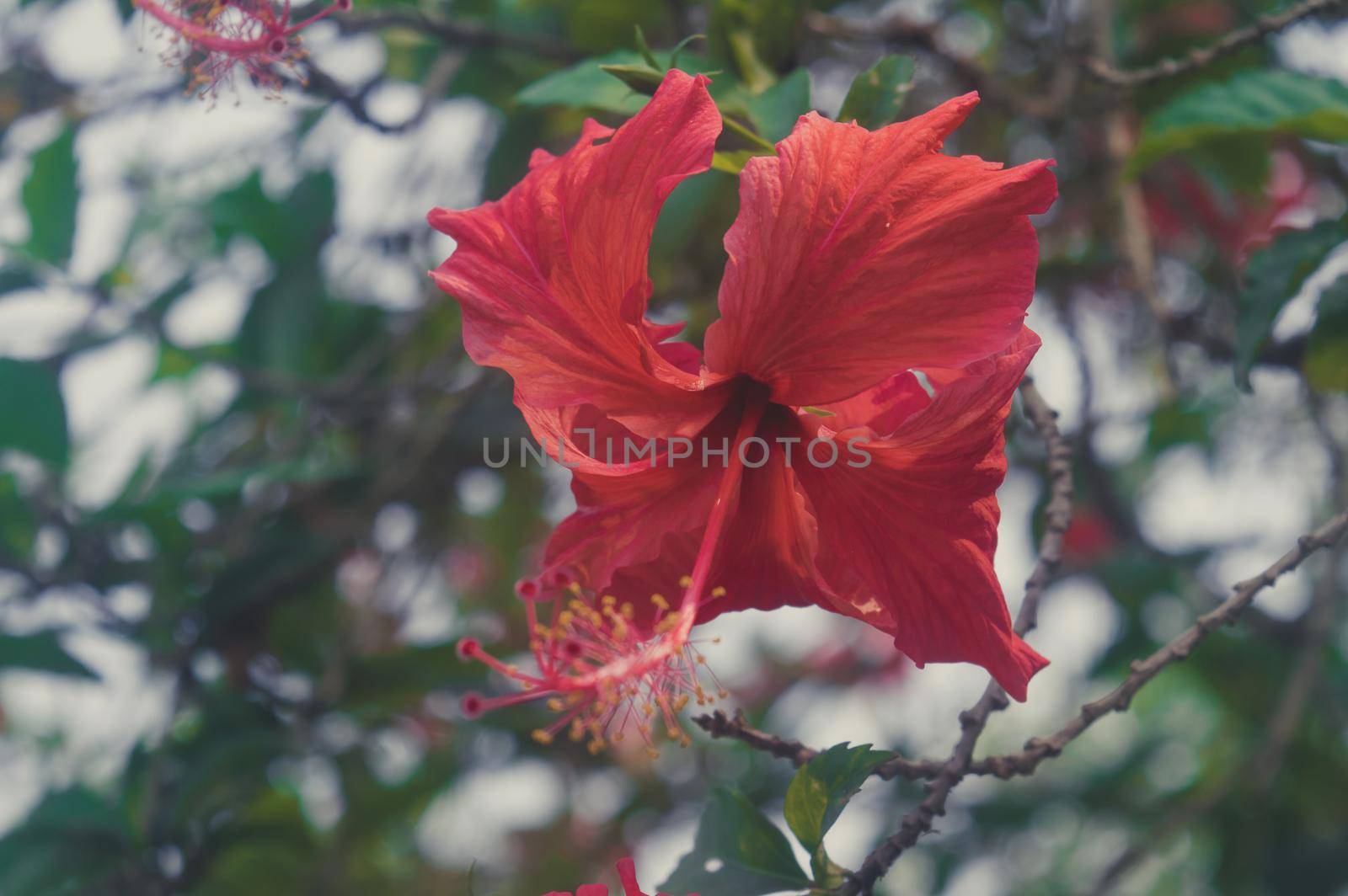 Siam Garden Red Hibiscus Flower or China rose Plant Gudhal Jaba Close Up. Illuminated by sunlight isolated from green leaves background. by sudiptabhowmick