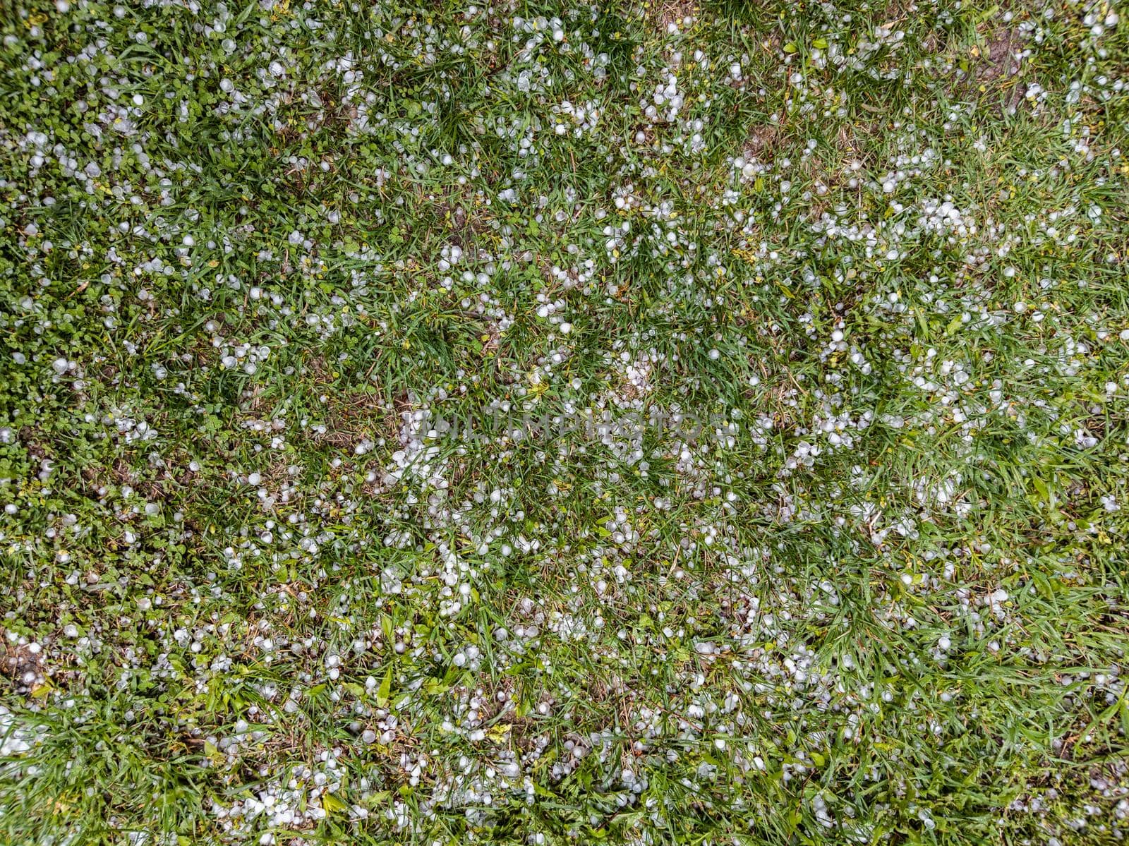 White ice hail on the green grass after summer storm.