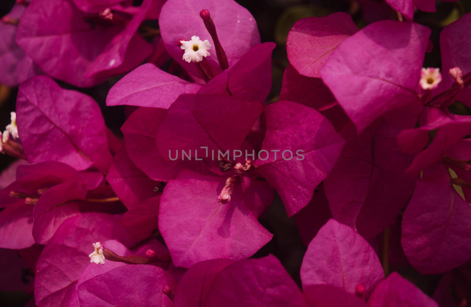 Red poinsettia flower (Euphorbia pulcherrima) full frame background for Christmas floral displays by sudiptabhowmick