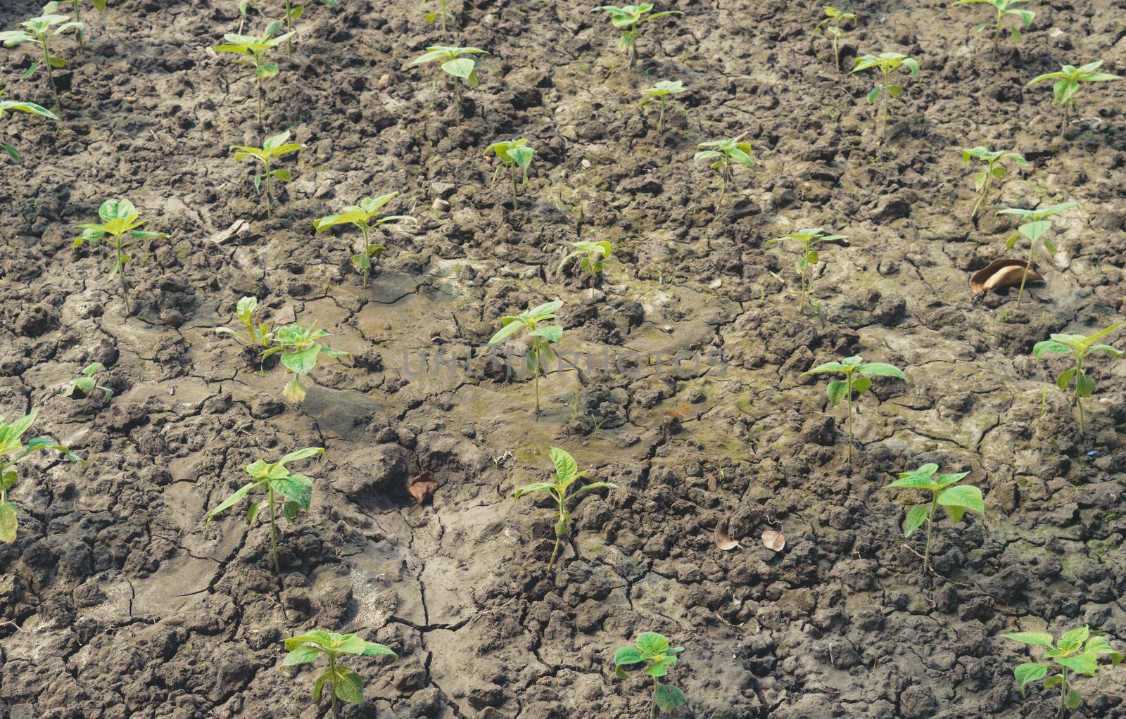 Agriculture. Growing plants. Plant seedling. young baby plants growing in germination sequence on fertile soil background by sudiptabhowmick