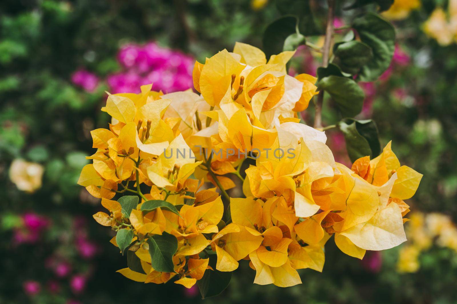 Bougainvillea Yellow flower colorful ornamental vine Plant closeup. High angle view. isolated from green leaves. Nature background by sudiptabhowmick