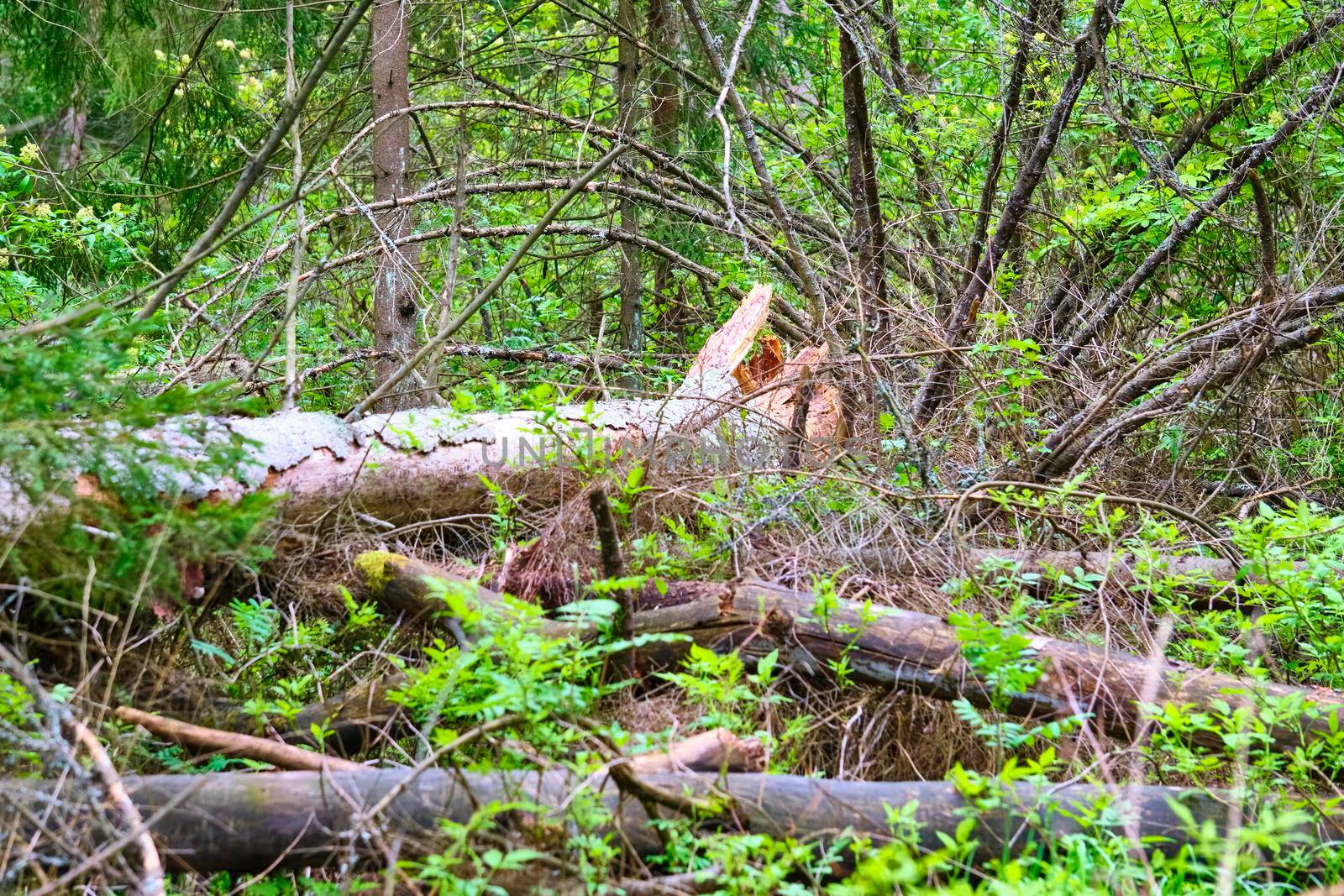 A fallen dry tree in the taiga is a source of increased fire danger during the dry season. Close-up of the trunk and branches of a fallen pine tree without needles in the forest color by lempro