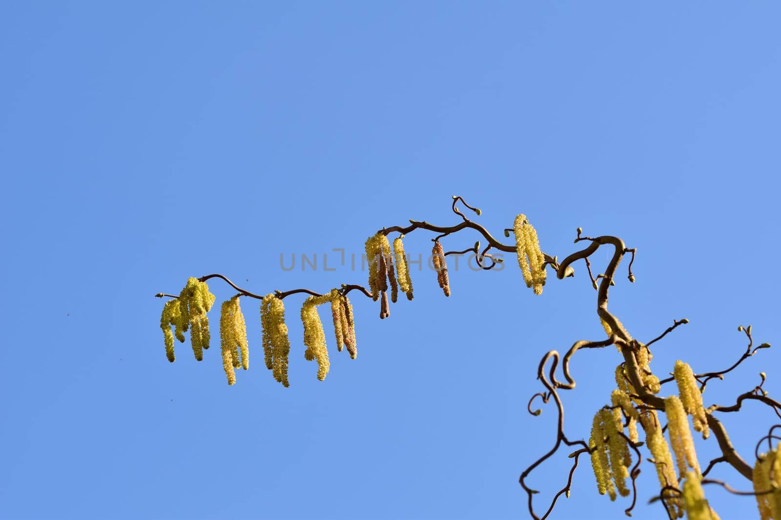 Blooming hazelnut tree from below against a blue sky by Luise123