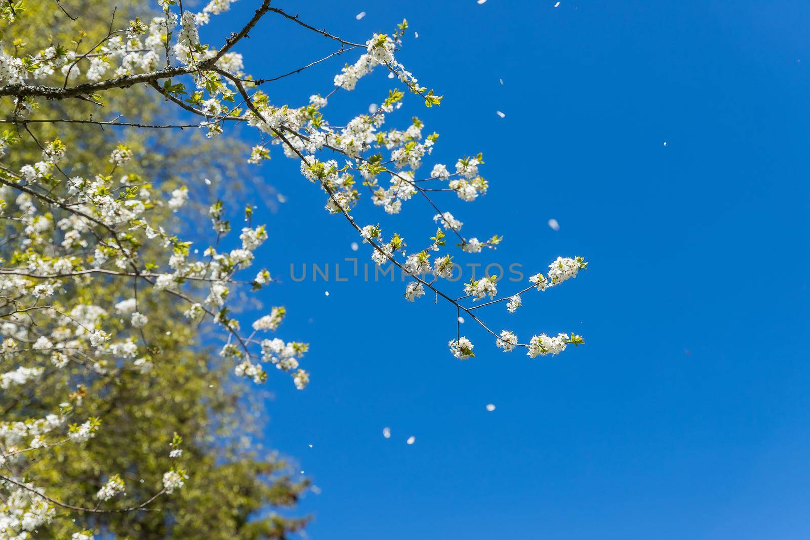 Spring flower natural landscape with white flowers of an apple tree on the background of the blue sky close-up. Soft focus