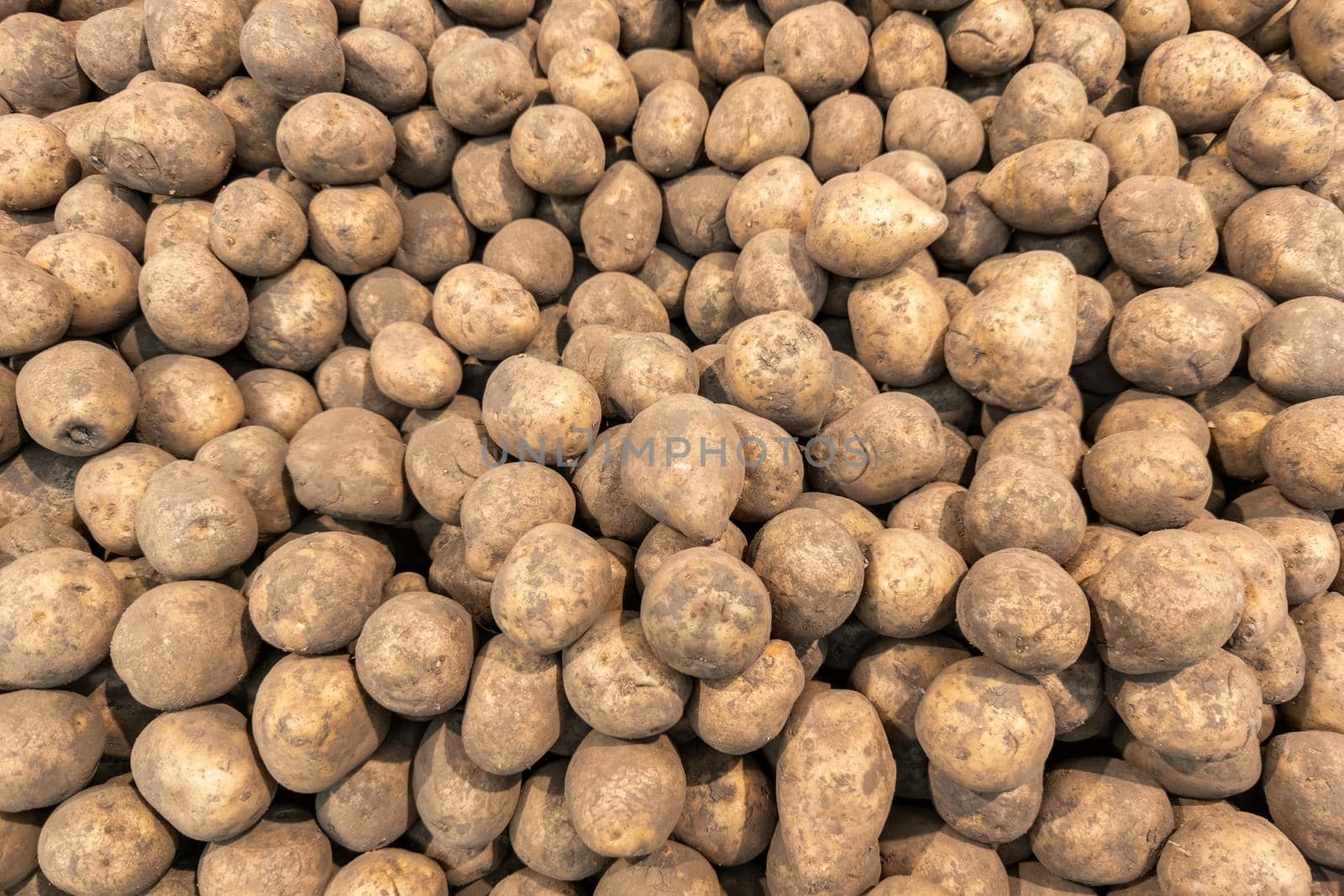 pile of dirty raw unpeeled potatoes - full frame unadorned potato background