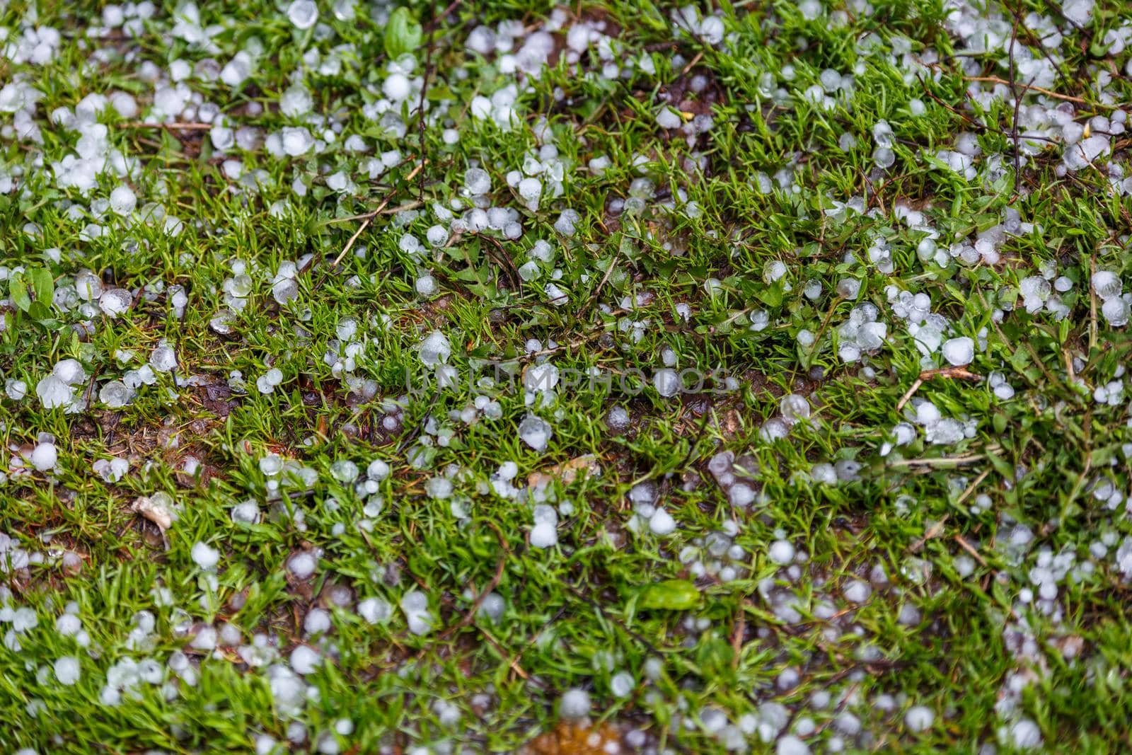 White ice hail on the green grass after summer storm.