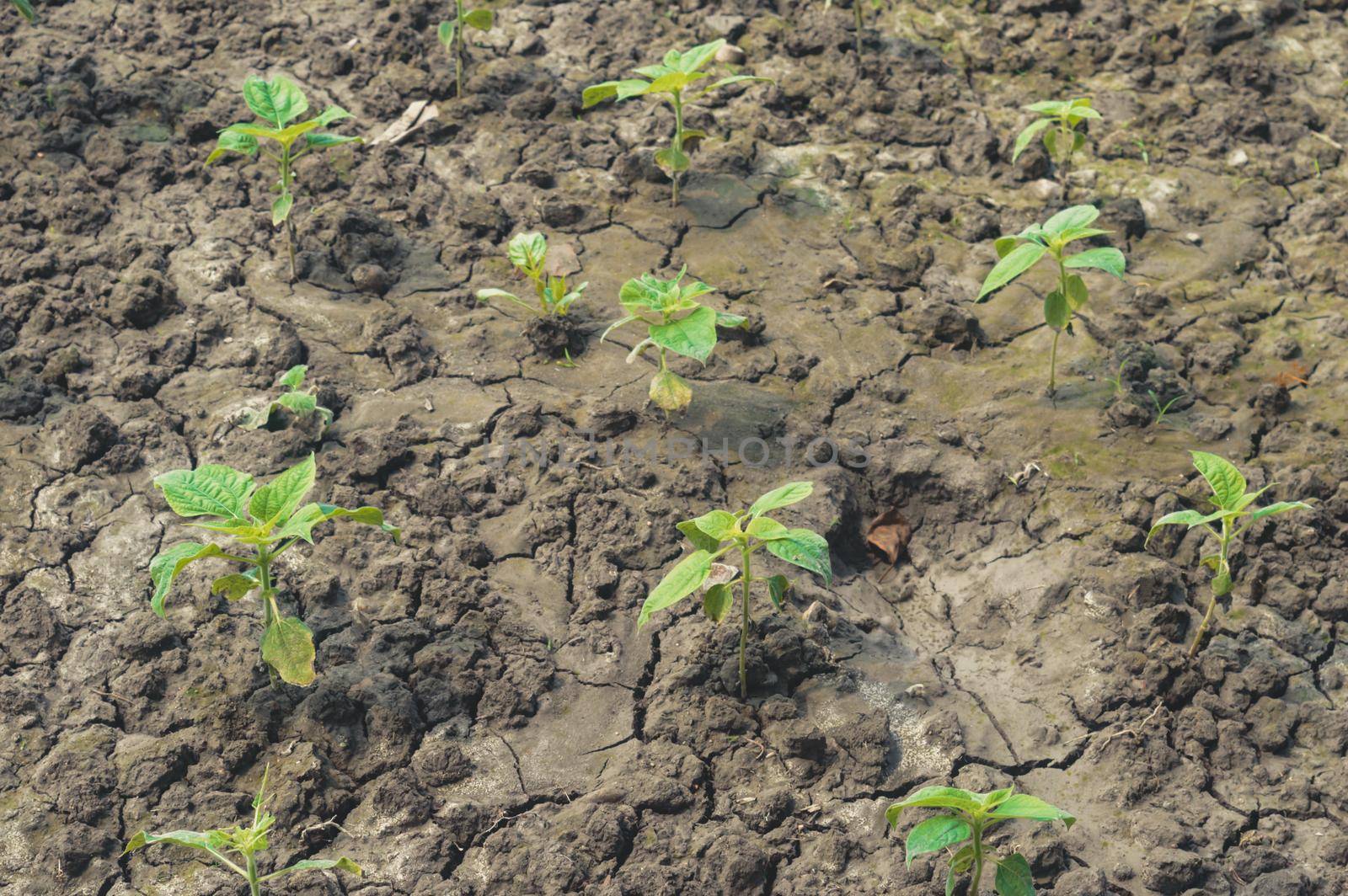 Agriculture. Growing plants. Plant seedling. young baby plants growing in germination sequence on fertile soil background by sudiptabhowmick