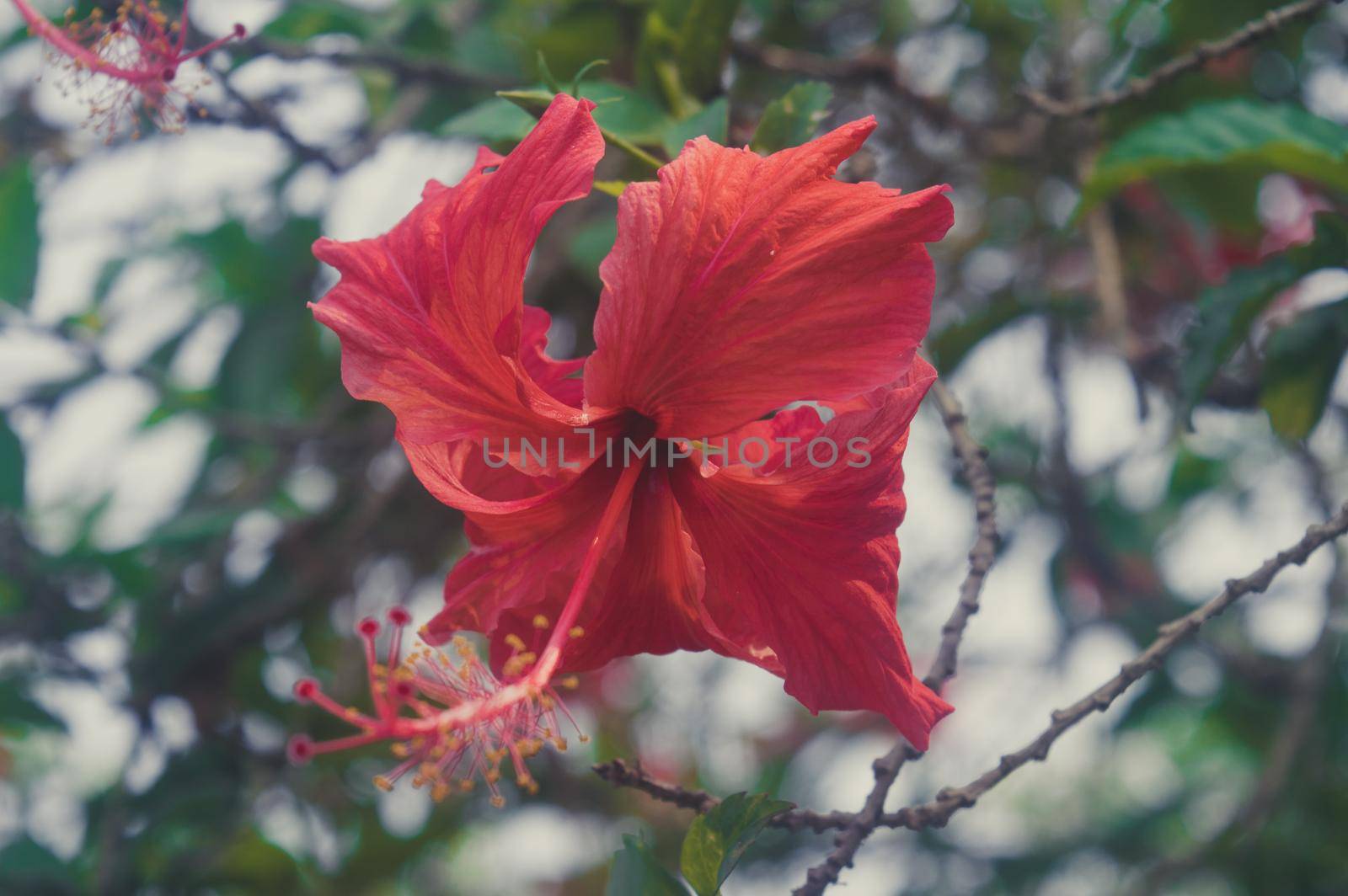 Siam Garden Red Hibiscus Flower or China rose Plant Gudhal Jaba Close Up. Illuminated by sunlight isolated from green leaves background. by sudiptabhowmick
